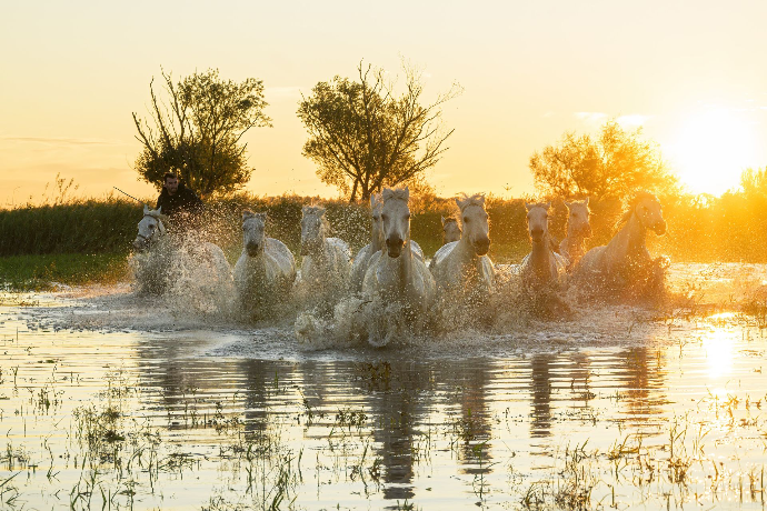 Camargue Horse Photography, Camargue Horses, Horse Photo Shoot France, Stallions Camargue, Horses at the Beach, Horses in the Marsh, Camargue Stallions Photography, Wild Horses Camargue, Horse Photography Workshop, Camargue Horse Photo Session, Equine Photography France, Horse Photography Europe, Camargue Horse Tour, Sunrise Horse Shoot Camargue, Horse Photography Experience, Horse Photography Holidays, Alexandra Martinez Photography, Camargue Photo Hides, Gardians Camargue, Horses in Water Photography, Horseback Riders Camargue, Camargue Stallions at the Sea, Camargue Horses Running in Water, Private Horse Photo Session, Group Horse Photo Workshop, Equine Photo Retreat France, Photo Workshop Camargue Horses, Horses of the Camargue, White Horses Camargue, Horse Photography Provence, Wild Stallions Camargue, Horse Photographer France, chevaux de Camargue, séance photo chevaux Camargue, stage photo chevaux, chevaux Camargue plage, chevaux Camargue