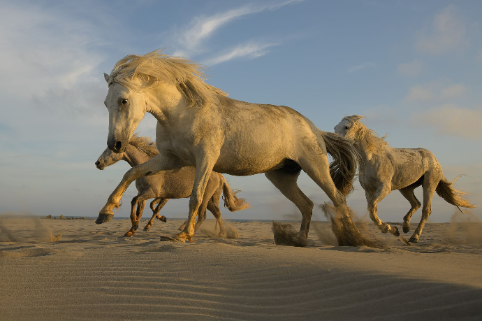 Camargue Horse Photography, Camargue Horses, Horse Photo Shoot France, Stallions Camargue, Horses at the Beach, Horses in the Marsh, Camargue Stallions Photography, Wild Horses Camargue, Horse Photography Workshop, Camargue Horse Photo Session, Equine Photography France, Horse Photography Europe, Camargue Horse Tour, Sunrise Horse Shoot Camargue, Horse Photography Experience, Horse Photography Holidays, Alexandra Martinez Photography, Camargue Photo Hides, Gardians Camargue, Horses in Water Photography, Horseback Riders Camargue, Camargue Stallions at the Sea, Camargue Horses Running in Water, Private Horse Photo Session, Group Horse Photo Workshop, Equine Photo Retreat France, Photo Workshop Camargue Horses, Horses of the Camargue, White Horses Camargue, Horse Photography Provence, Wild Stallions Camargue, Horse Photographer France, chevaux de Camargue, séance photo chevaux Camargue, stage photo chevaux, chevaux Camargue plage, chevaux Camargue