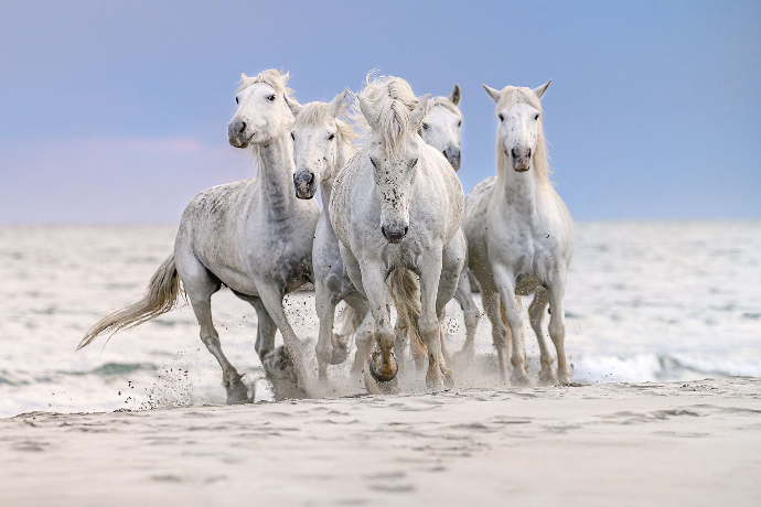Camargue Horse Photography, Camargue Horses, Horse Photo Shoot France, Stallions Camargue, Horses at the Beach, Horses in the Marsh, Camargue Stallions Photography, Wild Horses Camargue, Horse Photography Workshop, Camargue Horse Photo Session, Equine Photography France, Horse Photography Europe, Camargue Horse Tour, Sunrise Horse Shoot Camargue, Horse Photography Experience, Horse Photography Holidays, Alexandra Martinez Photography, Camargue Photo Hides, Gardians Camargue, Horses in Water Photography, Horseback Riders Camargue, Camargue Stallions at the Sea, Camargue Horses Running in Water, Private Horse Photo Session, Group Horse Photo Workshop, Equine Photo Retreat France, Photo Workshop Camargue Horses, Horses of the Camargue, White Horses Camargue, Horse Photography Provence, Wild Stallions Camargue, Horse Photographer France, chevaux de Camargue, séance photo chevaux Camargue, stage photo chevaux, chevaux Camargue plage, chevaux Camargue
