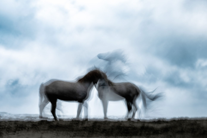 Camargue Horse Photography, Camargue Horses, Horse Photo Shoot France, Stallions Camargue, Horses at the Beach, Horses in the Marsh, Camargue Stallions Photography, Wild Horses Camargue, Horse Photography Workshop, Camargue Horse Photo Session, Equine Photography France, Horse Photography Europe, Camargue Horse Tour, Sunrise Horse Shoot Camargue, Horse Photography Experience, Horse Photography Holidays, Alexandra Martinez Photography, Camargue Photo Hides, Gardians Camargue, Horses in Water Photography, Horseback Riders Camargue, Camargue Stallions at the Sea, Camargue Horses Running in Water, Private Horse Photo Session, Group Horse Photo Workshop, Equine Photo Retreat France, Photo Workshop Camargue Horses, Horses of the Camargue, White Horses Camargue, Horse Photography Provence, Wild Stallions Camargue, Horse Photographer France, chevaux de Camargue, séance photo chevaux Camargue, stage photo chevaux, chevaux Camargue plage, chevaux Camargue