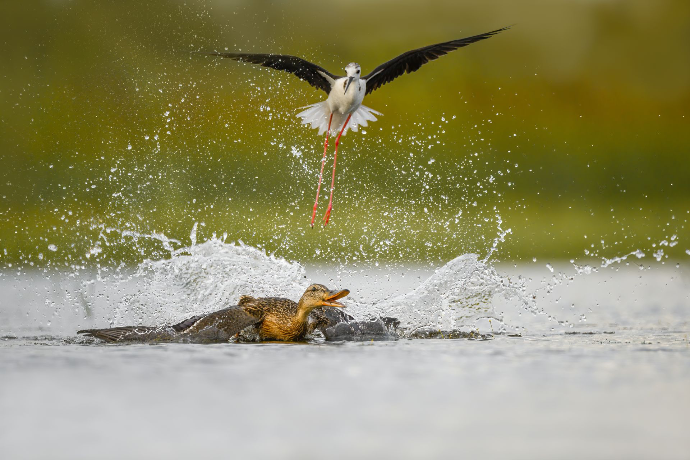 Camargue Photo Hides,  Wildlife, Vogelfotografie, Alexandra Martinez, 