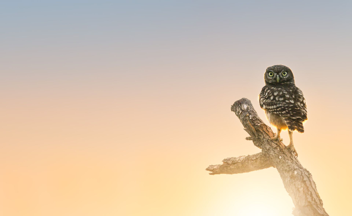 Camargue Photo Hides Vogelfotografie Wildlife Camargue Bird photography  Blend Hide Affût oiseaux 