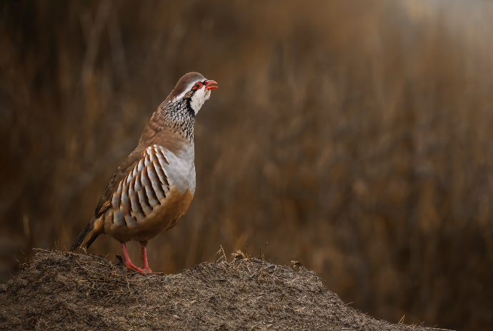 Camargue Photo Hides, Wildlife Photography Camargue, Bird Photography France, Floating Hides Camargue, Fixed Hides Camargue, Alexandra Martinez Photography, Camargue Wildlife Workshops, Camargue Bird Watching, Photo Workshops South France, Wildlife Photography Workshops Europe, Camargue Horses Photography, Flamingo Photography, Bird Hide France, Waterfowl Photography, Raptor Photography, Marshland Photography, Nature Photography Camargue, Wetland Photography, Photo Workshop Camargue, Photography Retreat France, Small Group Photo Tour, Wildlife Photography Experience, Bird Hide Rental, Nature Photo Tour Provence, Floating Hide Experience, Mas Michel Camargue, Vaccarès Lagoon, Saintes-Maries-de-la-Mer Photography, Exclusive Wildlife Access, Private Land Camargue, Hidden Spots Camargue, affûts photo Camargue, affûts flottants Camargue, stages photo nature Camargue, photographie animalière Camargue, chevaux de Camargue photo, flamants roses Camargue, stage photo oiseaux, wildlife photography hides in southern France, photo workshop with Camargue horses and birds, where to photograph flamingos in the Camargue, exclusive floating hide for bird photography France, affût photo professionnel Camargue