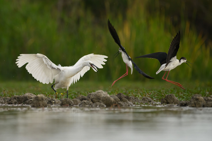 Birds, oiseaux, Camargue, outhern France,  photo workshop with Camargue horses and birds where to photograph flamingos in the Camargue,  exclusive,  floating hide,  for bird photography,  France, affût, photo, professionnel, Camargue