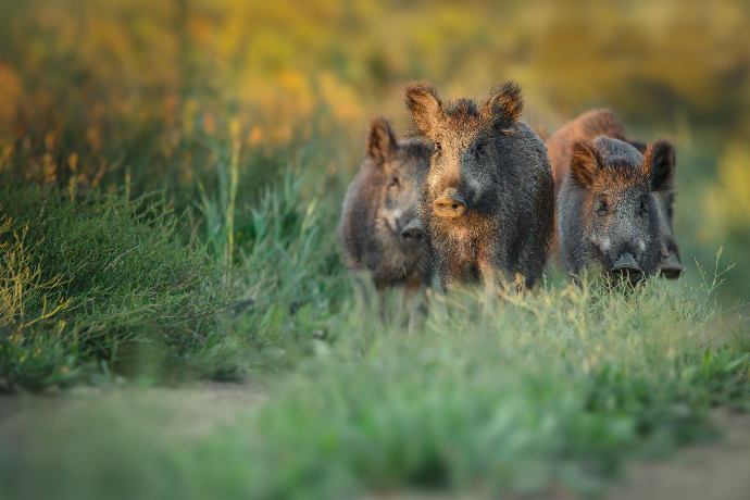 Camargue Photo Hides, Wildlife Photography Camargue, Bird Photography France, Floating Hides Camargue, Fixed Hides Camargue, Alexandra Martinez Photography, Camargue Wildlife Workshops, Camargue Bird Watching, Photo Workshops South France, Wildlife Photography Workshops Europe, Camargue Horses Photography, Flamingo Photography, Bird Hide France, Waterfowl Photography, Raptor Photography, Marshland Photography, Nature Photography Camargue, Wetland Photography, Photo Workshop Camargue, Photography Retreat France, Small Group Photo Tour, Wildlife Photography Experience, Bird Hide Rental, Nature Photo Tour Provence, Floating Hide Experience, Mas Michel Camargue, Vaccarès Lagoon, Saintes-Maries-de-la-Mer Photography, Exclusive Wildlife Access, Private Land Camargue, Hidden Spots Camargue, affûts photo Camargue, affûts flottants Camargue, stages photo nature Camargue, photographie animalière Camargue, chevaux de Camargue photo, flamants roses Camargue, stage photo oiseaux, wildlife photography hides in southern France, photo workshop with Camargue horses and birds, where to photograph flamingos in the Camargue, exclusive floating hide for bird photography France, affût photo professionnel Camargue