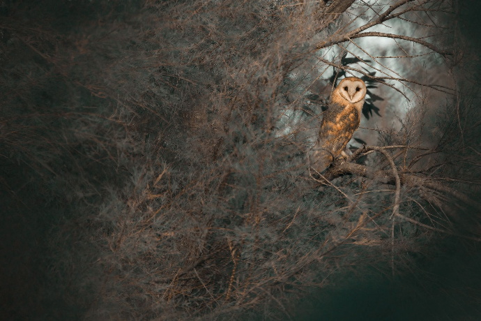 Camargue Photo Hides, Wildlife Photography Camargue, Bird Photography France, Floating Hides Camargue, Fixed Hides Camargue, Alexandra Martinez Photography, Camargue Wildlife Workshops, Camargue Bird Watching, Photo Workshops South France, Wildlife Photography Workshops Europe, Camargue Horses Photography, Flamingo Photography, Bird Hide France, Waterfowl Photography, Raptor Photography, Marshland Photography, Nature Photography Camargue, Wetland Photography, Photo Workshop Camargue, Photography Retreat France, Small Group Photo Tour, Wildlife Photography Experience, Bird Hide Rental, Nature Photo Tour Provence, Floating Hide Experience, Mas Michel Camargue, Vaccarès Lagoon, Saintes-Maries-de-la-Mer Photography, Exclusive Wildlife Access, Private Land Camargue, Hidden Spots Camargue, affûts photo Camargue, affûts flottants Camargue, stages photo nature Camargue, photographie animalière Camargue, chevaux de Camargue photo, flamants roses Camargue, stage photo oiseaux, wildlife photography hides in southern France, photo workshop with Camargue horses and birds, where to photograph flamingos in the Camargue, exclusive floating hide for bird photography France, affût photo professionnel Camargue