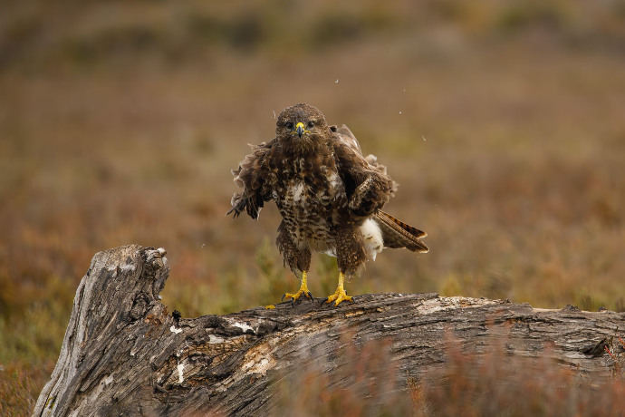 Camargue Photo Hides, Wildlife Photography Camargue, Bird Photography France, Floating Hides Camargue, Fixed Hides Camargue, Alexandra Martinez Photography, Camargue Wildlife Workshops, Camargue Bird Watching, Photo Workshops South France, Wildlife Photography Workshops Europe, Camargue Horses Photography, Flamingo Photography, Bird Hide France, Waterfowl Photography, Raptor Photography, Marshland Photography, Nature Photography Camargue, Wetland Photography, Photo Workshop Camargue, Photography Retreat France, Small Group Photo Tour, Wildlife Photography Experience, Bird Hide Rental, Nature Photo Tour Provence, Floating Hide Experience, Mas Michel Camargue, Vaccarès Lagoon, Saintes-Maries-de-la-Mer Photography, Exclusive Wildlife Access, Private Land Camargue, Hidden Spots Camargue, affûts photo Camargue, affûts flottants Camargue, stages photo nature Camargue, photographie animalière Camargue, chevaux de Camargue photo, flamants roses Camargue, stage photo oiseaux, wildlife photography hides in southern France, photo workshop with Camargue horses and birds, where to photograph flamingos in the Camargue, exclusive floating hide for bird photography France, affût photo professionnel Camargue