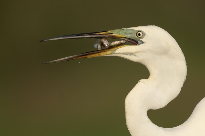 Camargue Photo Hides, Wildlife Photography Camargue, Bird Photography France, Floating Hides Camargue, Fixed Hides Camargue, Alexandra Martinez Photography, Camargue Wildlife Workshops, Camargue Bird Watching, Photo Workshops South France, Wildlife Photography Workshops Europe, Camargue Horses Photography, Flamingo Photography, Bird Hide France, Waterfowl Photography, Raptor Photography, Marshland Photography, Nature Photography Camargue, Wetland Photography, Photo Workshop Camargue, Photography Retreat France, Small Group Photo Tour, Wildlife Photography Experience, Bird Hide Rental, Nature Photo Tour Provence, Floating Hide Experience, Mas Michel Camargue, Vaccarès Lagoon, Saintes-Maries-de-la-Mer Photography, Exclusive Wildlife Access, Private Land Camargue, Hidden Spots Camargue, affûts photo Camargue, affûts flottants Camargue, stages photo nature Camargue, photographie animalière Camargue, chevaux de Camargue photo, flamants roses Camargue, stage photo oiseaux, wildlife photography hides in southern France, photo workshop with Camargue horses and birds, where to photograph flamingos in the Camargue, exclusive floating hide for bird photography France, affût photo professionnel Camargue