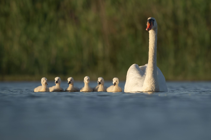 Camargue Photo Hides, Wildlife Photography Camargue, Bird Photography France, Floating Hides Camargue, Fixed Hides Camargue, Alexandra Martinez Photography, Camargue Wildlife Workshops, Camargue Bird Watching, Photo Workshops South France, Wildlife Photography Workshops Europe, Camargue Horses Photography, Flamingo Photography, Bird Hide France, Waterfowl Photography, Raptor Photography, Marshland Photography, Nature Photography Camargue, Wetland Photography, Photo Workshop Camargue, Photography Retreat France, Small Group Photo Tour, Wildlife Photography Experience, Bird Hide Rental, Nature Photo Tour Provence, Floating Hide Experience, Mas Michel Camargue, Vaccarès Lagoon, Saintes-Maries-de-la-Mer Photography, Exclusive Wildlife Access, Private Land Camargue, Hidden Spots Camargue, affûts photo Camargue, affûts flottants Camargue, stages photo nature Camargue, photographie animalière Camargue, chevaux de Camargue photo, flamants roses Camargue, stage photo oiseaux, wildlife photography hides in southern France, photo workshop with Camargue horses and birds, where to photograph flamingos in the Camargue, exclusive floating hide for bird photography France, affût photo professionnel Camargue