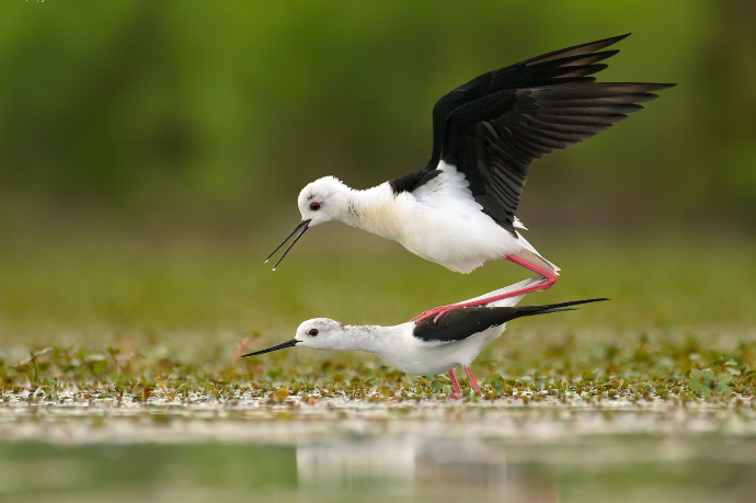 Camargue Photo Hides, Wildlife Photography Camargue, Bird Photography France, Floating Hides Camargue, Fixed Hides Camargue, Alexandra Martinez Photography, Camargue Wildlife Workshops, Camargue Bird Watching, Photo Workshops South France, Wildlife Photography Workshops Europe, Camargue Horses Photography, Flamingo Photography, Bird Hide France, Waterfowl Photography, Raptor Photography, Marshland Photography, Nature Photography Camargue, Wetland Photography, Photo Workshop Camargue, Photography Retreat France, Small Group Photo Tour, Wildlife Photography Experience, Bird Hide Rental, Nature Photo Tour Provence, Floating Hide Experience, Mas Michel Camargue, Vaccarès Lagoon, Saintes-Maries-de-la-Mer Photography, Exclusive Wildlife Access, Private Land Camargue, Hidden Spots Camargue, affûts photo Camargue, affûts flottants Camargue, stages photo nature Camargue, photographie animalière Camargue, chevaux de Camargue photo, flamants roses Camargue, stage photo oiseaux, wildlife photography hides in southern France, photo workshop with Camargue horses and birds, where to photograph flamingos in the Camargue, exclusive floating hide for bird photography France, affût photo professionnel Camargue
