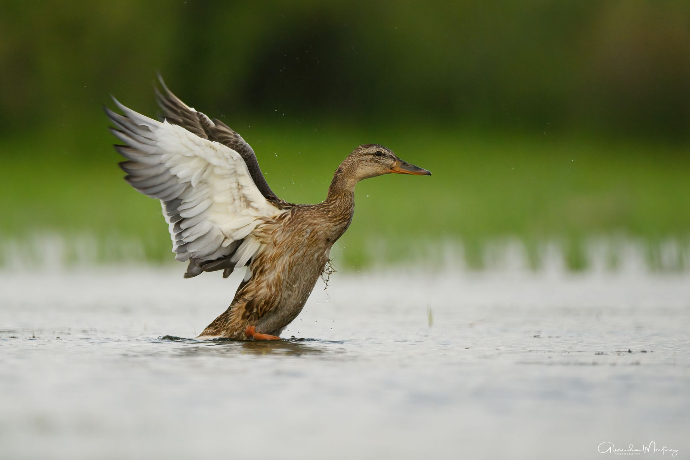 Camargue Photo Hides, Wildlife Photography Camargue, Bird Photography France, Floating Hides Camargue, Fixed Hides Camargue, Alexandra Martinez Photography, Camargue Wildlife Workshops, Camargue Bird Watching, Photo Workshops South France, Wildlife Photography Workshops Europe, Camargue Horses Photography, Flamingo Photography, Bird Hide France, Waterfowl Photography, Raptor Photography, Marshland Photography, Nature Photography Camargue, Wetland Photography, Photo Workshop Camargue, Photography Retreat France, Small Group Photo Tour, Wildlife Photography Experience, Bird Hide Rental, Nature Photo Tour Provence, Floating Hide Experience, Mas Michel Camargue, Vaccarès Lagoon, Saintes-Maries-de-la-Mer Photography, Exclusive Wildlife Access, Private Land Camargue, Hidden Spots Camargue, affûts photo Camargue, affûts flottants Camargue, stages photo nature Camargue, photographie animalière Camargue, chevaux de Camargue photo, flamants roses Camargue, stage photo oiseaux, wildlife photography hides in southern France, photo workshop with Camargue horses and birds, where to photograph flamingos in the Camargue, exclusive floating hide for bird photography France, affût photo professionnel Camargue