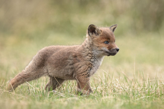 Camargue Photo Hides, Wildlife Photography Camargue, Bird Photography France, Floating Hides Camargue, Fixed Hides Camargue, Alexandra Martinez Photography, Camargue Wildlife Workshops, Camargue Bird Watching, Photo Workshops South France, Wildlife Photography Workshops Europe, Camargue Horses Photography, Flamingo Photography, Bird Hide France, Waterfowl Photography, Raptor Photography, Marshland Photography, Nature Photography Camargue, Wetland Photography, Photo Workshop Camargue, Photography Retreat France, Small Group Photo Tour, Wildlife Photography Experience, Bird Hide Rental, Nature Photo Tour Provence, Floating Hide Experience, Mas Michel Camargue, Vaccarès Lagoon, Saintes-Maries-de-la-Mer Photography, Exclusive Wildlife Access, Private Land Camargue, Hidden Spots Camargue, affûts photo Camargue, affûts flottants Camargue, stages photo nature Camargue, photographie animalière Camargue, chevaux de Camargue photo, flamants roses Camargue, stage photo oiseaux, wildlife photography hides in southern France, photo workshop with Camargue horses and birds, where to photograph flamingos in the Camargue, exclusive floating hide for bird photography France, affût photo professionnel Camargue