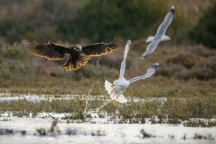 Camargue Photo Hides, Wildlife Photography Camargue, Bird Photography France, Floating Hides Camargue, Fixed Hides Camargue, Alexandra Martinez Photography, Camargue Wildlife Workshops, Camargue Bird Watching, Photo Workshops South France, Wildlife Photography Workshops Europe, Camargue Horses Photography, Flamingo Photography, Bird Hide France, Waterfowl Photography, Raptor Photography, Marshland Photography, Nature Photography Camargue, Wetland Photography, Photo Workshop Camargue, Photography Retreat France, Small Group Photo Tour, Wildlife Photography Experience, Bird Hide Rental, Nature Photo Tour Provence, Floating Hide Experience, Mas Michel Camargue, Vaccarès Lagoon, Saintes-Maries-de-la-Mer Photography, Exclusive Wildlife Access, Private Land Camargue, Hidden Spots Camargue, affûts photo Camargue, affûts flottants Camargue, stages photo nature Camargue, photographie animalière Camargue, chevaux de Camargue photo, flamants roses Camargue, stage photo oiseaux, wildlife photography hides in southern France, photo workshop with Camargue horses and birds, where to photograph flamingos in the Camargue, exclusive floating hide for bird photography France, affût photo professionnel Camargue
