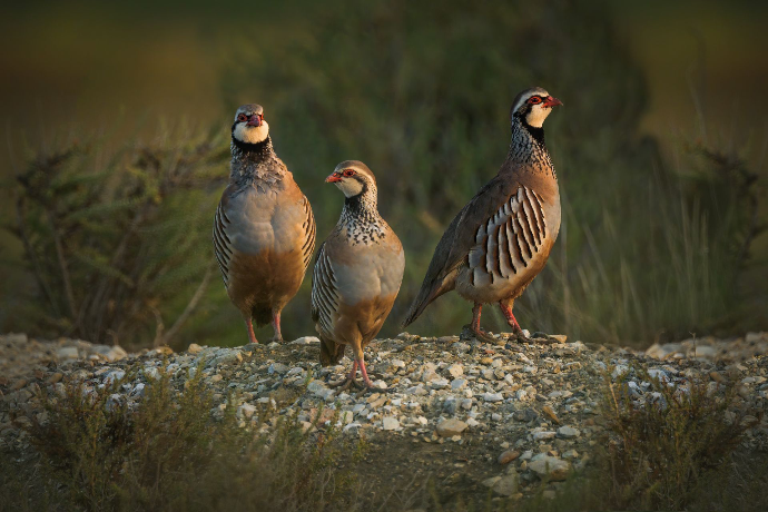 Camargue Photo Hides, Wildlife Photography Camargue, Bird Photography France, Floating Hides Camargue, Fixed Hides Camargue, Alexandra Martinez Photography, Camargue Wildlife Workshops, Camargue Bird Watching, Photo Workshops South France, Wildlife Photography Workshops Europe, Camargue Horses Photography, Flamingo Photography, Bird Hide France, Waterfowl Photography, Raptor Photography, Marshland Photography, Nature Photography Camargue, Wetland Photography, Photo Workshop Camargue, Photography Retreat France, Small Group Photo Tour, Wildlife Photography Experience, Bird Hide Rental, Nature Photo Tour Provence, Floating Hide Experience, Mas Michel Camargue, Vaccarès Lagoon, Saintes-Maries-de-la-Mer Photography, Exclusive Wildlife Access, Private Land Camargue, Hidden Spots Camargue, affûts photo Camargue, affûts flottants Camargue, stages photo nature Camargue, photographie animalière Camargue, chevaux de Camargue photo, flamants roses Camargue, stage photo oiseaux, wildlife photography hides in southern France, photo workshop with Camargue horses and birds, where to photograph flamingos in the Camargue, exclusive floating hide for bird photography France, affût photo professionnel Camargue
