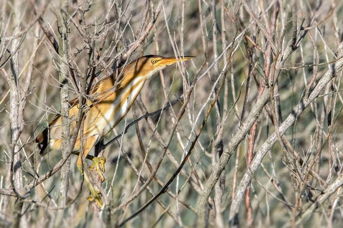 Camargue Photo Hides, Wildlife Photography Camargue, Bird Photography France, Floating Hides Camargue, Fixed Hides Camargue, Alexandra Martinez Photography, Camargue Wildlife Workshops, Camargue Bird Watching, Photo Workshops South France, Wildlife Photography Workshops Europe, Camargue Horses Photography, Flamingo Photography, Bird Hide France, Waterfowl Photography, Raptor Photography, Marshland Photography, Nature Photography Camargue, Wetland Photography, Photo Workshop Camargue, Photography Retreat France, Small Group Photo Tour, Wildlife Photography Experience, Bird Hide Rental, Nature Photo Tour Provence, Floating Hide Experience, Mas Michel Camargue, Vaccarès Lagoon, Saintes-Maries-de-la-Mer Photography, Exclusive Wildlife Access, Private Land Camargue, Hidden Spots Camargue, affûts photo Camargue, affûts flottants Camargue, stages photo nature Camargue, photographie animalière Camargue, chevaux de Camargue photo, flamants roses Camargue, stage photo oiseaux, wildlife photography hides in southern France, photo workshop with Camargue horses and birds, where to photograph flamingos in the Camargue, exclusive floating hide for bird photography France, affût photo professionnel Camargue