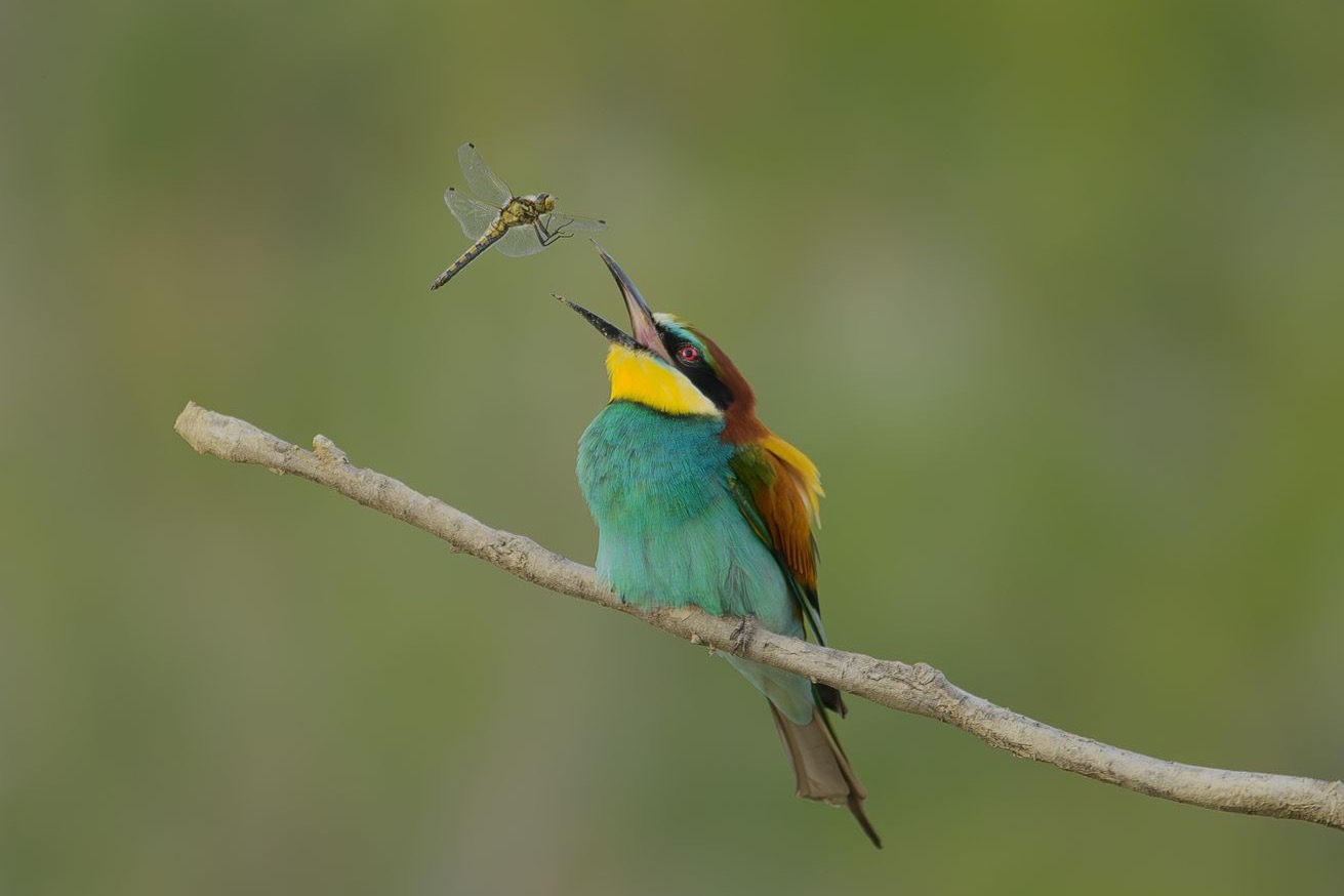 Camargue Photo Hides, Wildlife Photography Camargue, Bird Photography France, Floating Hides Camargue, Fixed Hides Camargue, Alexandra Martinez Photography, Camargue Wildlife Workshops, Camargue Bird Watching, Photo Workshops South France, Wildlife Photography Workshops Europe, Camargue Horses Photography, Flamingo Photography, Bird Hide France, Waterfowl Photography, Raptor Photography, Marshland Photography, Nature Photography Camargue, Wetland Photography, Photo Workshop Camargue, Photography Retreat France, Small Group Photo Tour, Wildlife Photography Experience, Bird Hide Rental, Nature Photo Tour Provence, Floating Hide Experience, Mas Michel Camargue, Vaccarès Lagoon, Saintes-Maries-de-la-Mer Photography, Exclusive Wildlife Access, Private Land Camargue, Hidden Spots Camargue, affûts photo Camargue, affûts flottants Camargue, stages photo nature Camargue, photographie animalière Camargue, chevaux de Camargue photo, flamants roses Camargue, stage photo oiseaux, wildlife photography hides in southern France, photo workshop with Camargue horses and birds, where to photograph flamingos in the Camargue, exclusive floating hide for bird photography France, affût photo professionnel Camargue