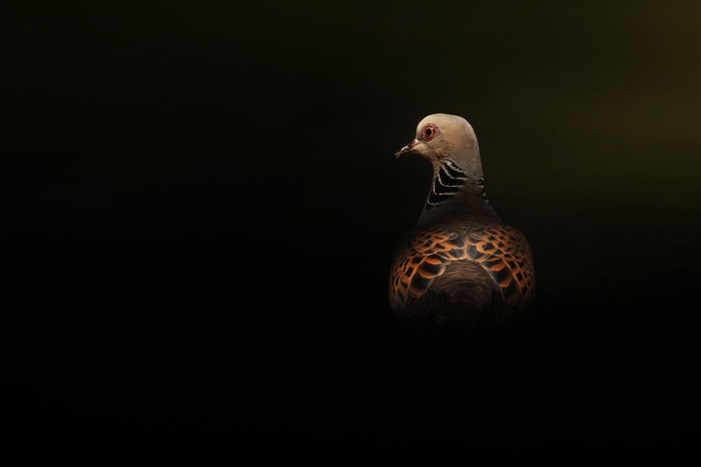 Camargue Photo Hides, Wildlife Photography Camargue, Bird Photography France, Floating Hides Camargue, Fixed Hides Camargue, Alexandra Martinez Photography, Camargue Wildlife Workshops, Camargue Bird Watching, Photo Workshops South France, Wildlife Photography Workshops Europe, Camargue Horses Photography, Flamingo Photography, Bird Hide France, Waterfowl Photography, Raptor Photography, Marshland Photography, Nature Photography Camargue, Wetland Photography, Photo Workshop Camargue, Photography Retreat France, Small Group Photo Tour, Wildlife Photography Experience, Bird Hide Rental, Nature Photo Tour Provence, Floating Hide Experience, Mas Michel Camargue, Vaccarès Lagoon, Saintes-Maries-de-la-Mer Photography, Exclusive Wildlife Access, Private Land Camargue, Hidden Spots Camargue, affûts photo Camargue, affûts flottants Camargue, stages photo nature Camargue, photographie animalière Camargue, chevaux de Camargue photo, flamants roses Camargue, stage photo oiseaux, wildlife photography hides in southern France, photo workshop with Camargue horses and birds, where to photograph flamingos in the Camargue, exclusive floating hide for bird photography France, affût photo professionnel Camargue