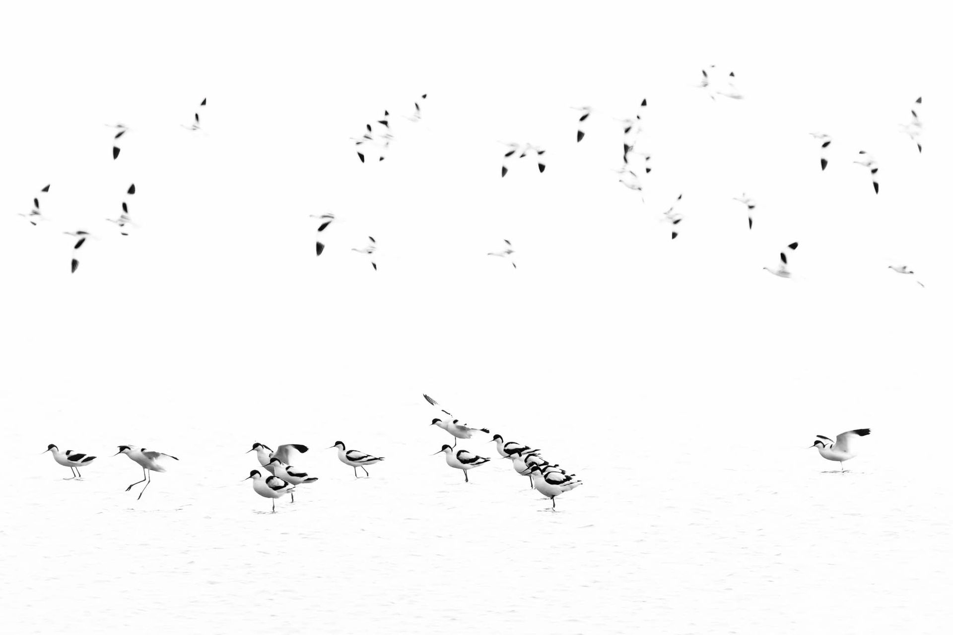 Camargue Photo Hides, Wildlife Photography Camargue, Bird Photography France, Floating Hides Camargue, Fixed Hides Camargue, Alexandra Martinez Photography, Camargue Wildlife Workshops, Camargue Bird Watching, Photo Workshops South France, Wildlife Photography Workshops Europe, Camargue Horses Photography, Flamingo Photography, Bird Hide France, Waterfowl Photography, Raptor Photography, Marshland Photography, Nature Photography Camargue, Wetland Photography, Photo Workshop Camargue, Photography Retreat France, Small Group Photo Tour, Wildlife Photography Experience, Bird Hide Rental, Nature Photo Tour Provence, Floating Hide Experience, Mas Michel Camargue, Vaccarès Lagoon, Saintes-Maries-de-la-Mer Photography, Exclusive Wildlife Access, Private Land Camargue, Hidden Spots Camargue, affûts photo Camargue, affûts flottants Camargue, stages photo nature Camargue, photographie animalière Camargue, chevaux de Camargue photo, flamants roses Camargue, stage photo oiseaux, wildlife photography hides in southern France, photo workshop with Camargue horses and birds, where to photograph flamingos in the Camargue, exclusive floating hide for bird photography France, affût photo professionnel Camargue