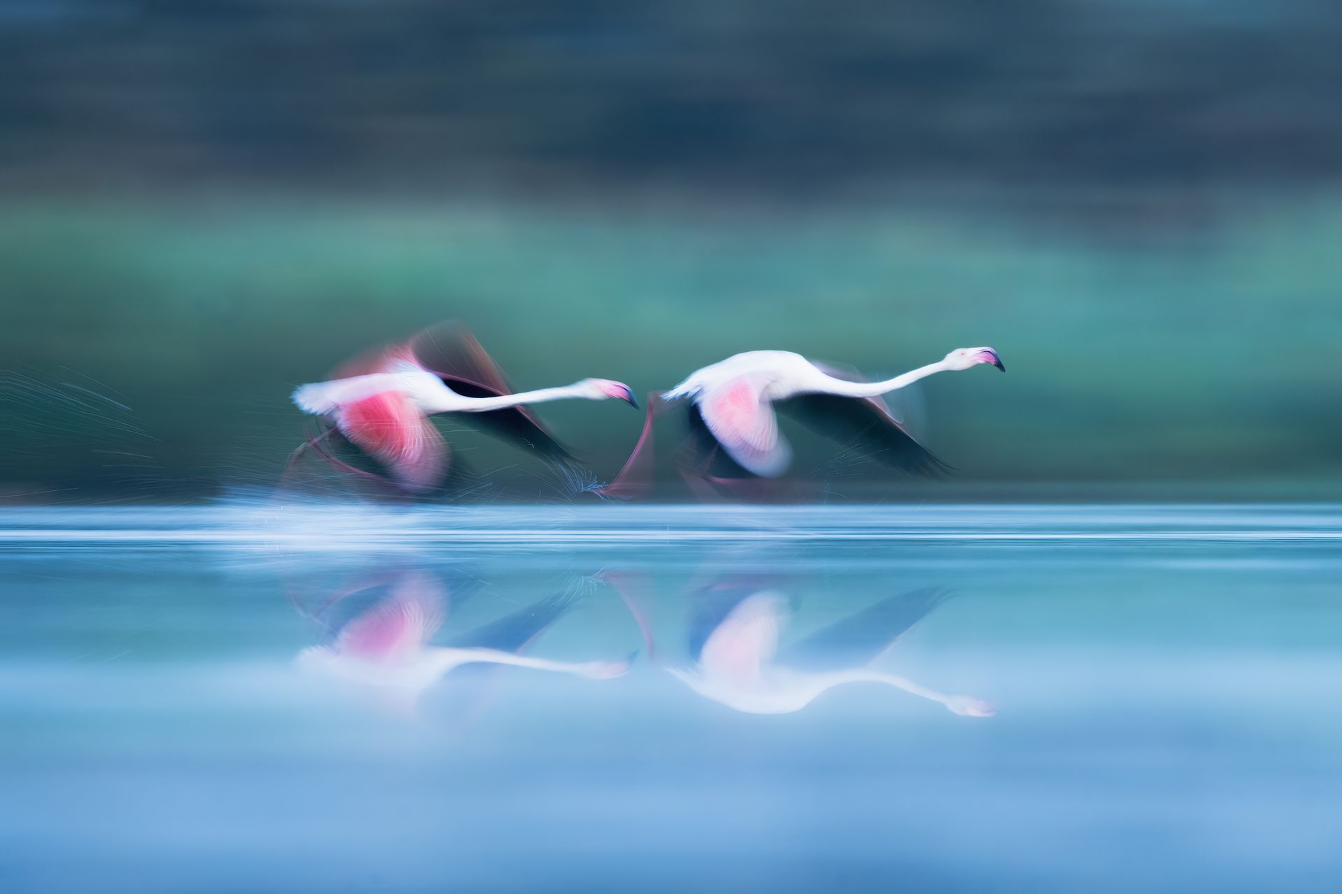Greater flamingos in the Camargue