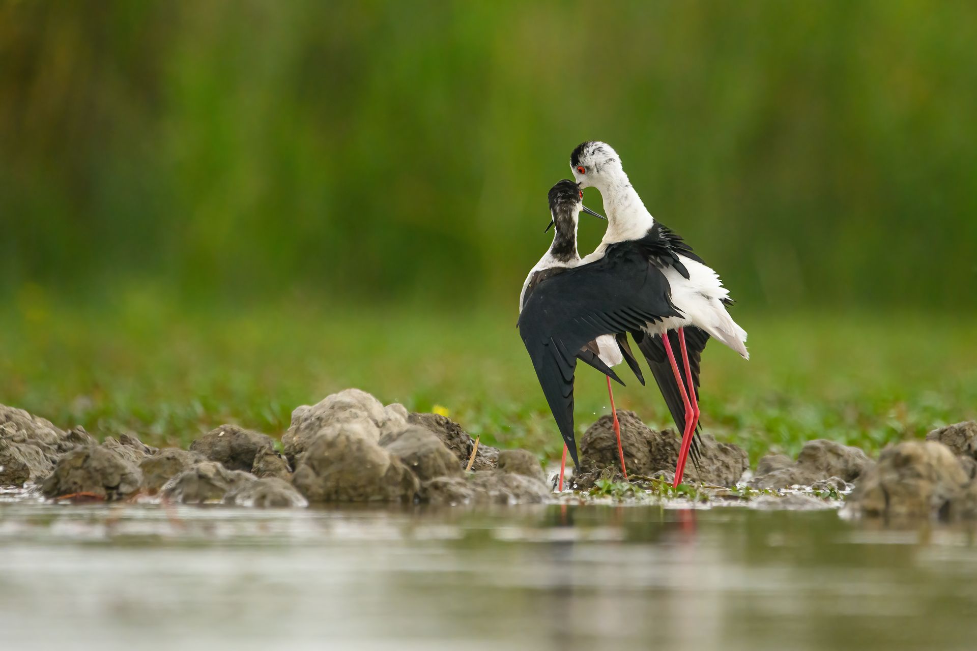 Camargue Photo Hides, Wildlife Photography Camargue, Bird Photography France, Floating Hides Camargue, Fixed Hides Camargue, Alexandra Martinez Photography, Camargue Wildlife Workshops, Camargue Bird Watching, Photo Workshops South France, Wildlife Photography Workshops Europe, Camargue Horses Photography, Flamingo Photography, Bird Hide France, Waterfowl Photography, Raptor Photography, Marshland Photography, Nature Photography Camargue, Wetland Photography, Photo Workshop Camargue, Photography Retreat France, Small Group Photo Tour, Wildlife Photography Experience, Bird Hide Rental, Nature Photo Tour Provence, Floating Hide Experience, Mas Michel Camargue, Vaccarès Lagoon, Saintes-Maries-de-la-Mer Photography, Exclusive Wildlife Access, Private Land Camargue, Hidden Spots Camargue, affûts photo Camargue, affûts flottants Camargue, stages photo nature Camargue, photographie animalière Camargue, chevaux de Camargue photo, flamants roses Camargue, stage photo oiseaux, wildlife photography hides in southern France, photo workshop with Camargue horses and birds, where to photograph flamingos in the Camargue, exclusive floating hide for bird photography France, affût photo professionnel Camargue