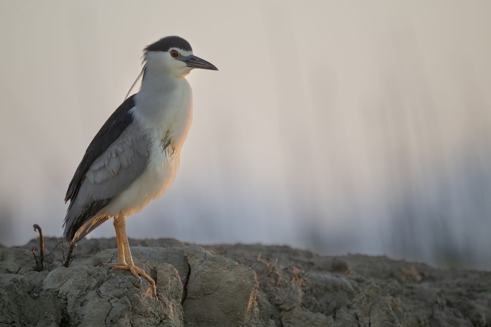 Camargue Photo Hides, Wildlife Photography Camargue, Bird Photography France, Floating Hides Camargue, Fixed Hides Camargue, Alexandra Martinez Photography, Camargue Wildlife Workshops, Camargue Bird Watching, Photo Workshops South France, Wildlife Photography Workshops Europe, Camargue Horses Photography, Flamingo Photography, Bird Hide France, Waterfowl Photography, Raptor Photography, Marshland Photography, Nature Photography Camargue, Wetland Photography, Photo Workshop Camargue, Photography Retreat France, Small Group Photo Tour, Wildlife Photography Experience, Bird Hide Rental, Nature Photo Tour Provence, Floating Hide Experience, Mas Michel Camargue, Vaccarès Lagoon, Saintes-Maries-de-la-Mer Photography, Exclusive Wildlife Access, Private Land Camargue, Hidden Spots Camargue, affûts photo Camargue, affûts flottants Camargue, stages photo nature Camargue, photographie animalière Camargue, chevaux de Camargue photo, flamants roses Camargue, stage photo oiseaux, wildlife photography hides in southern France, photo workshop with Camargue horses and birds, where to photograph flamingos in the Camargue, exclusive floating hide for bird photography France, affût photo professionnel Camargue