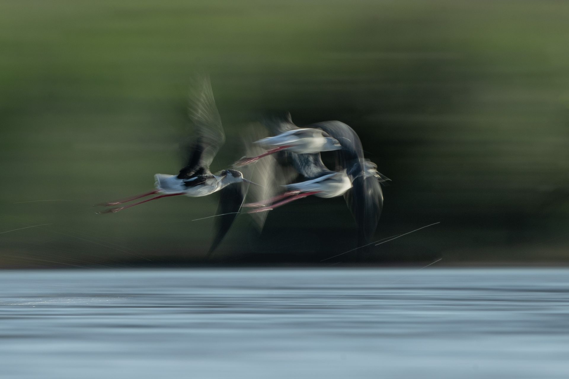 Camargue Photo Hides, Wildlife Photography Camargue, Bird Photography France, Floating Hides Camargue, Fixed Hides Camargue, Alexandra Martinez Photography, Camargue Wildlife Workshops, Camargue Bird Watching, Photo Workshops South France, Wildlife Photography Workshops Europe, Camargue Horses Photography, Flamingo Photography, Bird Hide France, Waterfowl Photography, Raptor Photography, Marshland Photography, Nature Photography Camargue, Wetland Photography, Photo Workshop Camargue, Photography Retreat France, Small Group Photo Tour, Wildlife Photography Experience, Bird Hide Rental, Nature Photo Tour Provence, Floating Hide Experience, Mas Michel Camargue, Vaccarès Lagoon, Saintes-Maries-de-la-Mer Photography, Exclusive Wildlife Access, Private Land Camargue, Hidden Spots Camargue, affûts photo Camargue, affûts flottants Camargue, stages photo nature Camargue, photographie animalière Camargue, chevaux de Camargue photo, flamants roses Camargue, stage photo oiseaux, wildlife photography hides in southern France, photo workshop with Camargue horses and birds, where to photograph flamingos in the Camargue, exclusive floating hide for bird photography France, affût photo professionnel Camargue,southern France,  photo workshop with Camargue horses and birds where to photograph flamingos in the Camargue,  exclusive,  floating hide,  for bird photography,  France,  affût,  photo,  professionnel, Camargue