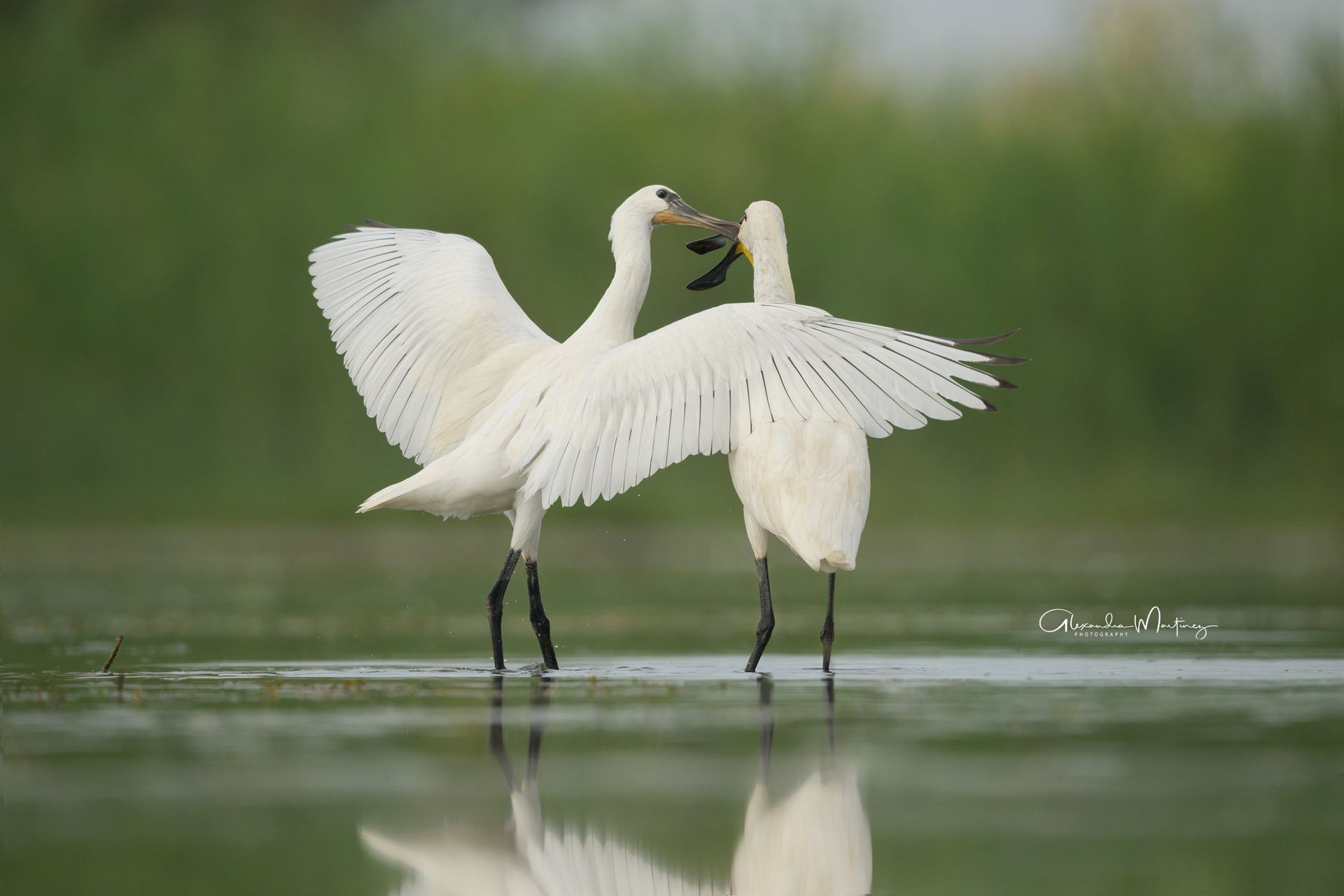 oiseaux, Camargue, outhern France,  photo workshop with Camargue horses and birds where to photograph flamingos in the Camargue,  exclusive,  floating hide,  for bird photography,  France,  affût,  photo,  professionnel, Camargue