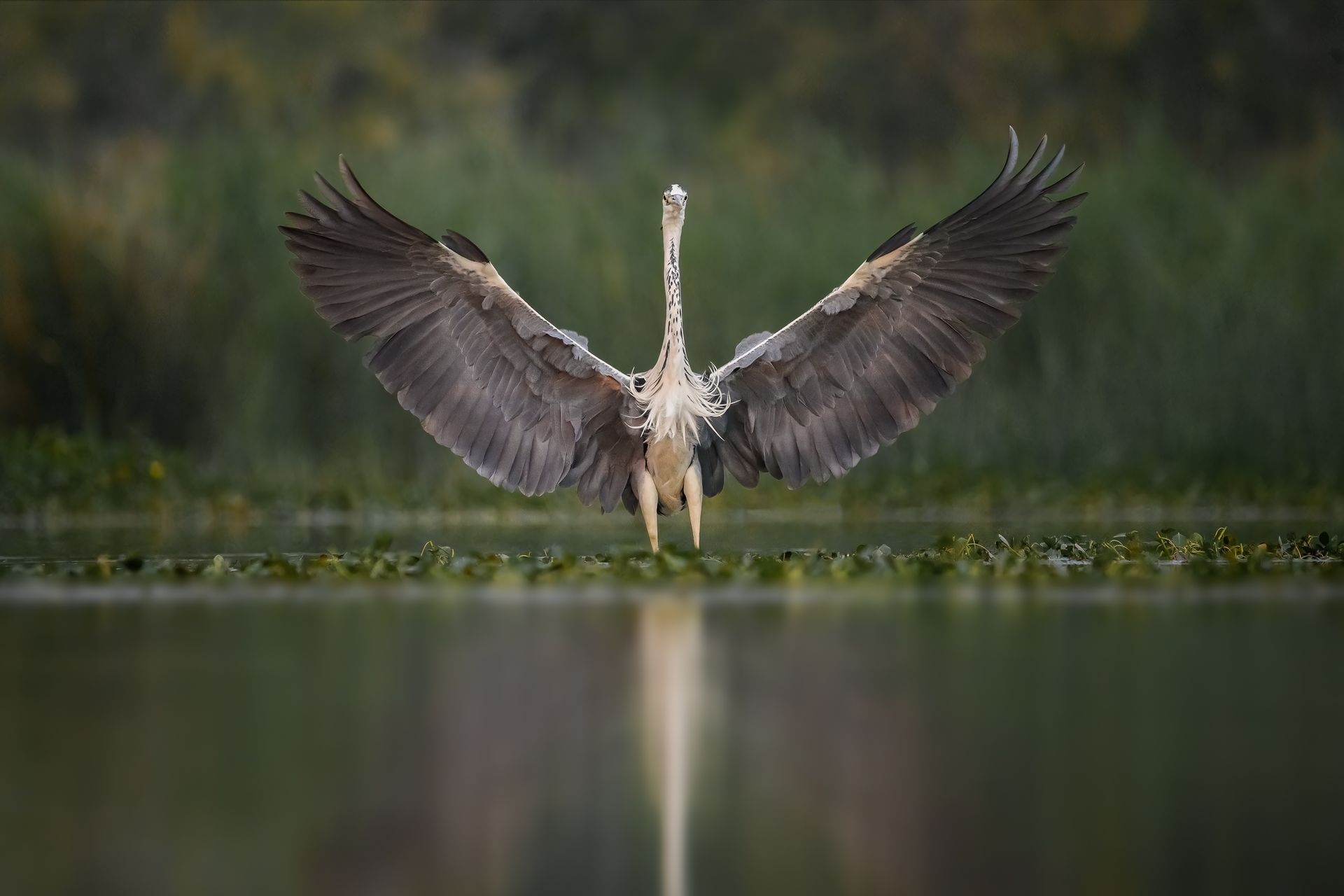 Camargue Photo Hides, Wildlife Photography Camargue, Bird Photography France, Floating Hides Camargue, Fixed Hides Camargue, Alexandra Martinez Photography, Camargue Wildlife Workshops, Camargue Bird Watching, Photo Workshops South France, Wildlife Photography Workshops Europe, Camargue Horses Photography, Flamingo Photography, Bird Hide France, Waterfowl Photography, Raptor Photography, Marshland Photography, Nature Photography Camargue, Wetland Photography, Photo Workshop Camargue, Photography Retreat France, Small Group Photo Tour, Wildlife Photography Experience, Bird Hide Rental, Nature Photo Tour Provence, Floating Hide Experience, Mas Michel Camargue, Vaccarès Lagoon, Saintes-Maries-de-la-Mer Photography, Exclusive Wildlife Access, Private Land Camargue, Hidden Spots Camargue, affûts photo Camargue, affûts flottants Camargue, stages photo nature Camargue, photographie animalière Camargue, chevaux de Camargue photo, flamants roses Camargue, stage photo oiseaux, wildlife photography hides in southern France, photo workshop with Camargue horses and birds, where to photograph flamingos in the Camargue, exclusive floating hide for bird photography France, affût photo professionnel Camargue
