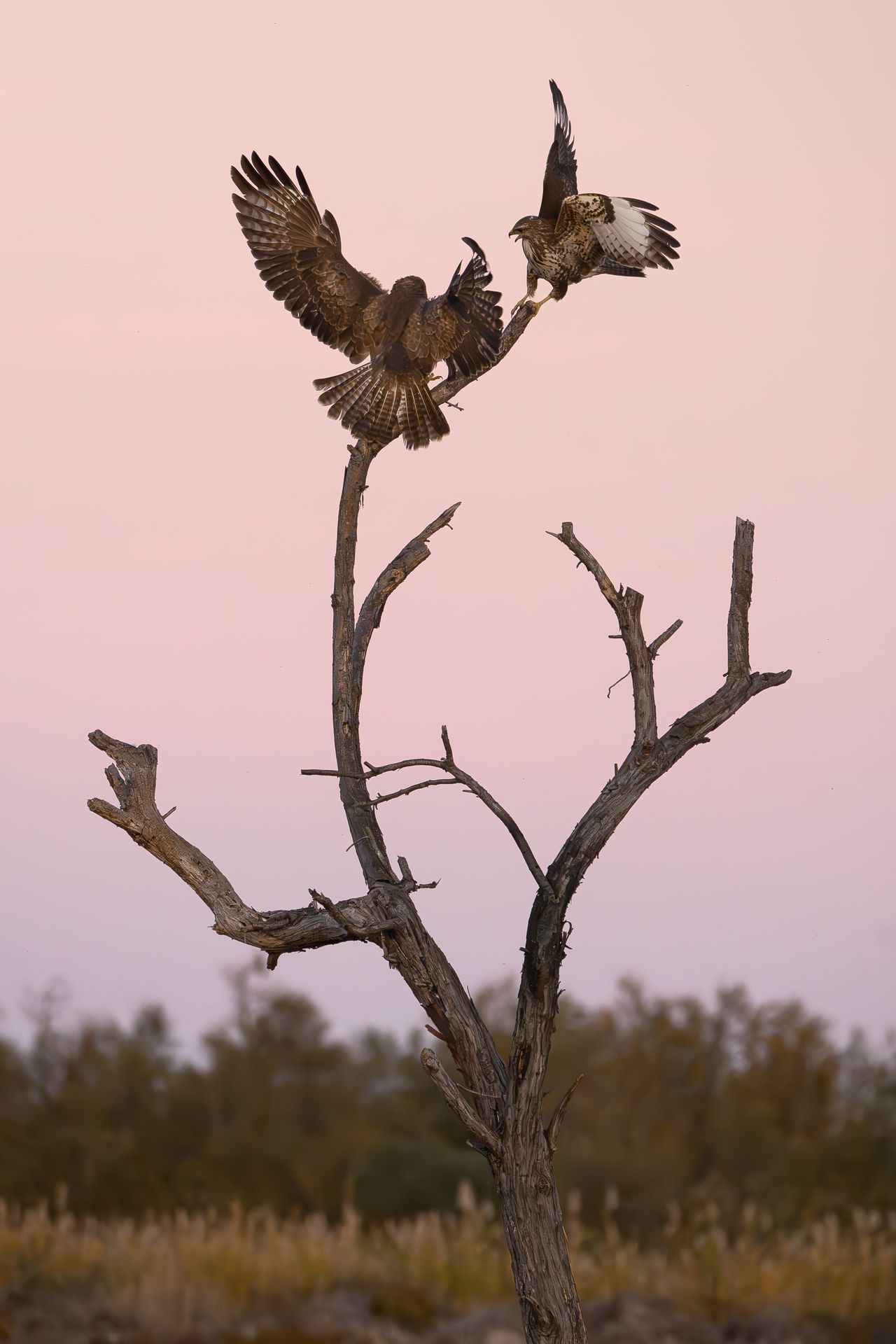 Raptors Camargue, oiseaux, Camargue, outhern France,  photo workshop with Camargue horses and birds where to photograph flamingos in the Camargue,  exclusive,  floating hide,  for bird photography,  France, affût, photo, professionnel, Camargue