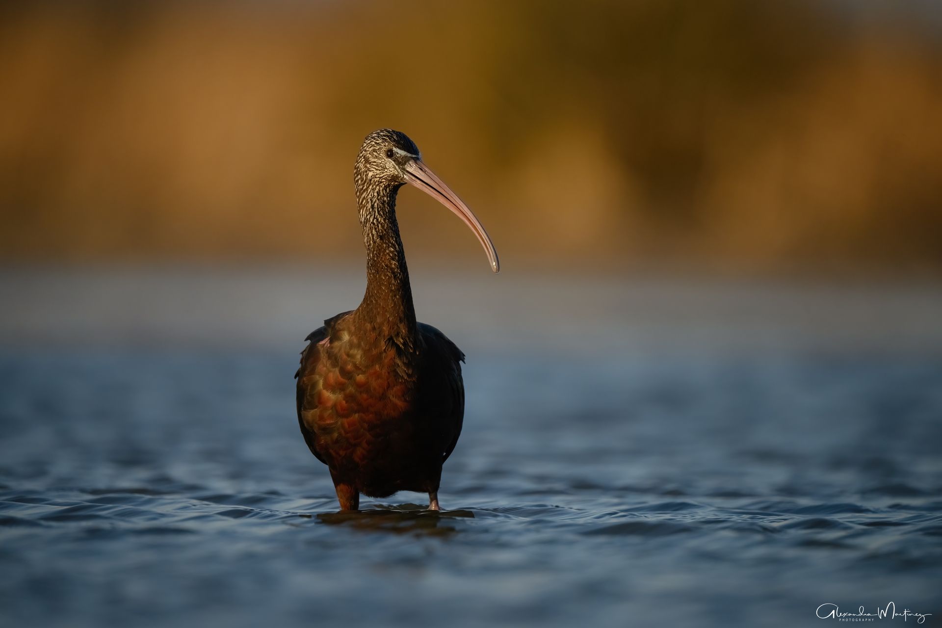 Camargue Photo Hides, Wildlife Photography Camargue, Bird Photography France, Floating Hides Camargue, Fixed Hides Camargue, Alexandra Martinez Photography, Camargue Wildlife Workshops, Camargue Bird Watching, Photo Workshops South France, Wildlife Photography Workshops Europe, Camargue Horses Photography, Flamingo Photography, Bird Hide France, Waterfowl Photography, Raptor Photography, Marshland Photography, Nature Photography Camargue, Wetland Photography, Photo Workshop Camargue, Photography Retreat France, Small Group Photo Tour, Wildlife Photography Experience, Bird Hide Rental, Nature Photo Tour Provence, Floating Hide Experience, Mas Michel Camargue, Vaccarès Lagoon, Saintes-Maries-de-la-Mer Photography, Exclusive Wildlife Access, Private Land Camargue, Hidden Spots Camargue, affûts photo Camargue, affûts flottants Camargue, stages photo nature Camargue, photographie animalière Camargue, chevaux de Camargue photo, flamants roses Camargue, stage photo oiseaux, wildlife photography hides in southern France, photo workshop with Camargue horses and birds, where to photograph flamingos in the Camargue, exclusive floating hide for bird photography France, affût photo professionnel Camargue