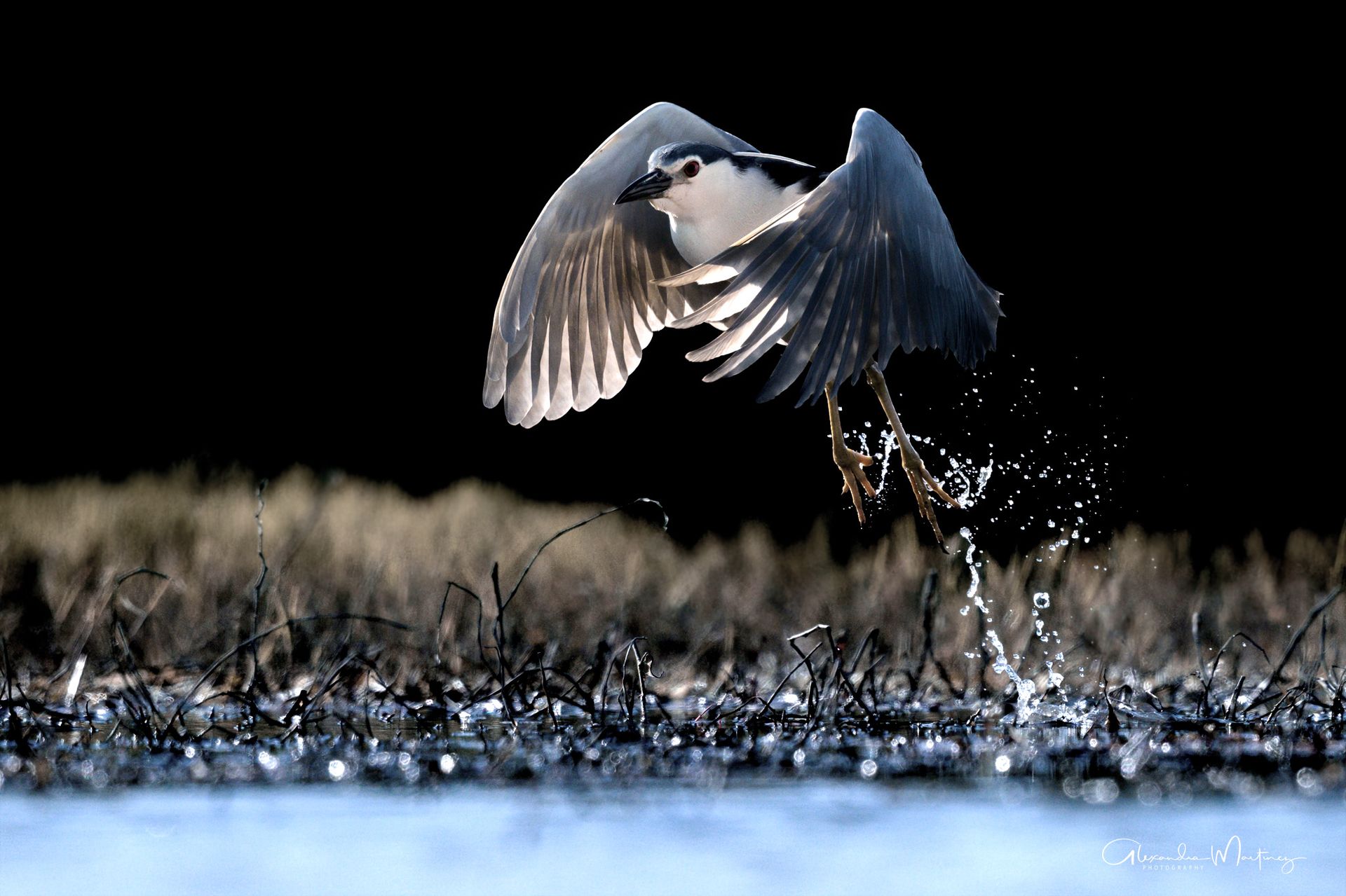 Camargue Photo Hides, Wildlife Photography Camargue, Bird Photography France, Floating Hides Camargue, Fixed Hides Camargue, Alexandra Martinez Photography, Camargue Wildlife Workshops, Camargue Bird Watching, Photo Workshops South France, Wildlife Photography Workshops Europe, Camargue Horses Photography, Flamingo Photography, Bird Hide France, Waterfowl Photography, Raptor Photography, Marshland Photography, Nature Photography Camargue, Wetland Photography, Photo Workshop Camargue, Photography Retreat France, Small Group Photo Tour, Wildlife Photography Experience, Bird Hide Rental, Nature Photo Tour Provence, Floating Hide Experience, Mas Michel Camargue, Vaccarès Lagoon, Saintes-Maries-de-la-Mer Photography, Exclusive Wildlife Access, Private Land Camargue, Hidden Spots Camargue, affûts photo Camargue, affûts flottants Camargue, stages photo nature Camargue, photographie animalière Camargue, chevaux de Camargue photo, flamants roses Camargue, stage photo oiseaux, wildlife photography hides in southern France, photo workshop with Camargue horses and birds, where to photograph flamingos in the Camargue, exclusive floating hide for bird photography France, affût photo professionnel Camargue,oiseaux, Camargue, southern France,  photo workshop with Camargue horses and birds where to photograph flamingos in the Camargue,  exclusive,  floating hide,  for bird photography,  France,  affût,  photo,  professionnel, Camargue
