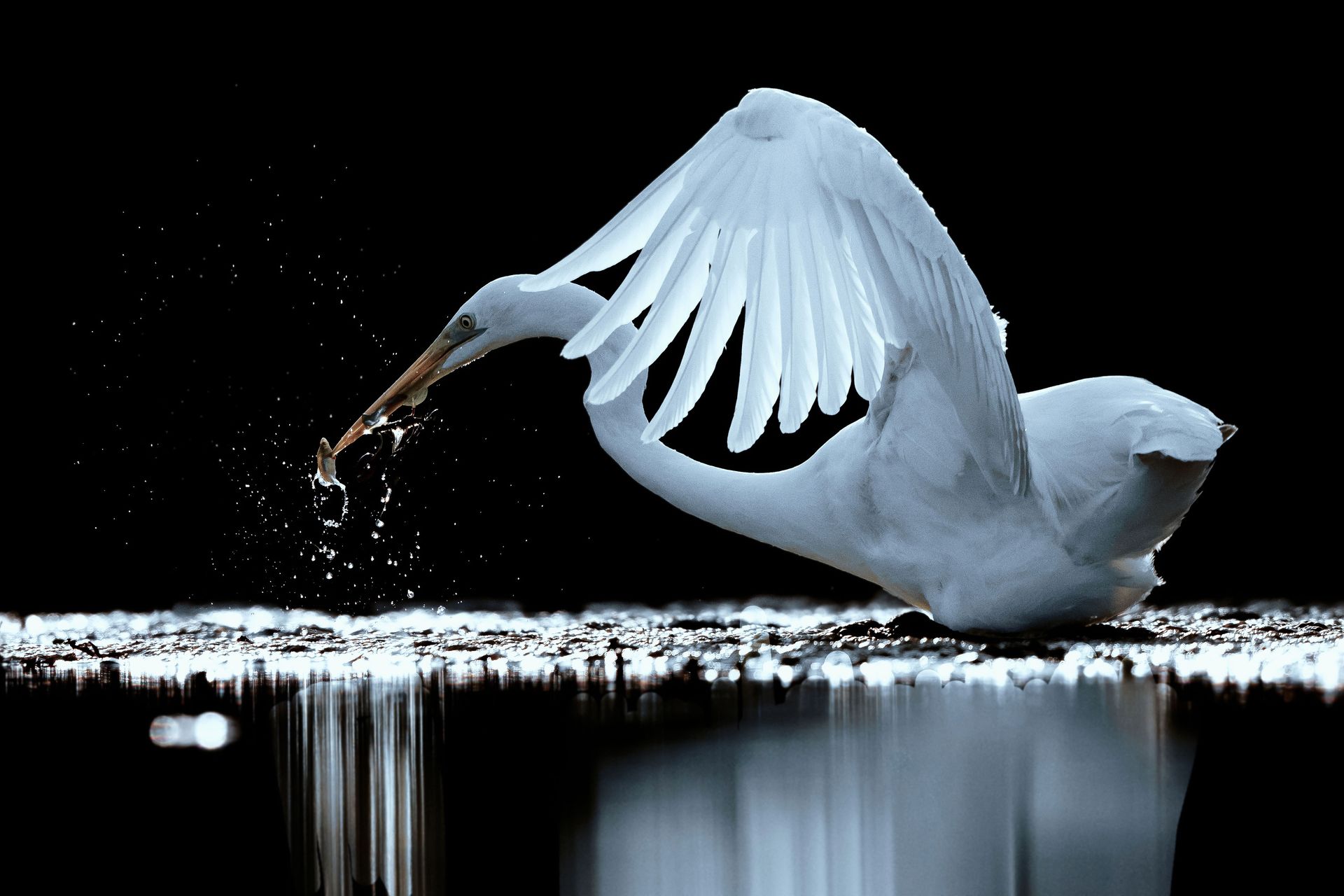 Camargue Photo Hides, Wildlife Photography Camargue, Bird Photography France, Floating Hides Camargue, Fixed Hides Camargue, Alexandra Martinez Photography, Camargue Wildlife Workshops, Camargue Bird Watching, Photo Workshops South France, Wildlife Photography Workshops Europe, Camargue Horses Photography, Flamingo Photography, Bird Hide France, Waterfowl Photography, Raptor Photography, Marshland Photography, Nature Photography Camargue, Wetland Photography, Photo Workshop Camargue, Photography Retreat France, Small Group Photo Tour, Wildlife Photography Experience, Bird Hide Rental, Nature Photo Tour Provence, Floating Hide Experience, Mas Michel Camargue, Vaccarès Lagoon, Saintes-Maries-de-la-Mer Photography, Exclusive Wildlife Access, Private Land Camargue, Hidden Spots Camargue, affûts photo Camargue, affûts flottants Camargue, stages photo nature Camargue, photographie animalière Camargue, chevaux de Camargue photo, flamants roses Camargue, stage photo oiseaux, wildlife photography hides in southern France, photo workshop with Camargue horses and birds, where to photograph flamingos in the Camargue, exclusive floating hide for bird photography France, affût photo professionnel Camargue