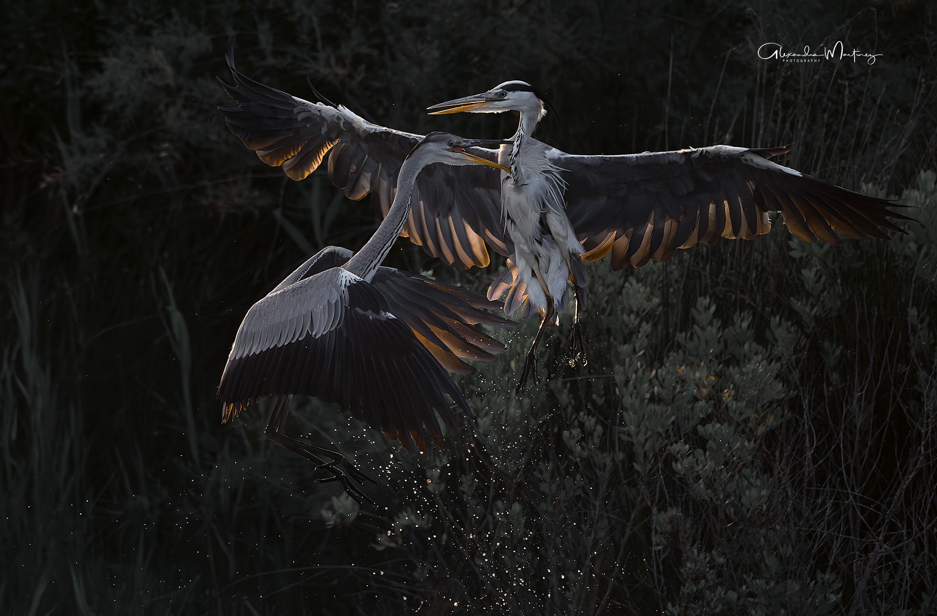 Camargue Photo Hides, Wildlife Photography Camargue, Bird Photography France, Floating Hides Camargue, Fixed Hides Camargue, Alexandra Martinez Photography, Camargue Wildlife Workshops, Camargue Bird Watching, Photo Workshops South France, Wildlife Photography Workshops Europe, Camargue Horses Photography, Flamingo Photography, Bird Hide France, Waterfowl Photography, Raptor Photography, Marshland Photography, Nature Photography Camargue, Wetland Photography, Photo Workshop Camargue, Photography Retreat France, Small Group Photo Tour, Wildlife Photography Experience, Bird Hide Rental, Nature Photo Tour Provence, Floating Hide Experience, Mas Michel Camargue, Vaccarès Lagoon, Saintes-Maries-de-la-Mer Photography, Exclusive Wildlife Access, Private Land Camargue, Hidden Spots Camargue, affûts photo Camargue, affûts flottants Camargue, stages photo nature Camargue, photographie animalière Camargue, chevaux de Camargue photo, flamants roses Camargue, stage photo oiseaux, wildlife photography hides in southern France, photo workshop with Camargue horses and birds, where to photograph flamingos in the Camargue, exclusive floating hide for bird photography France, affût photo professionnel Camargue