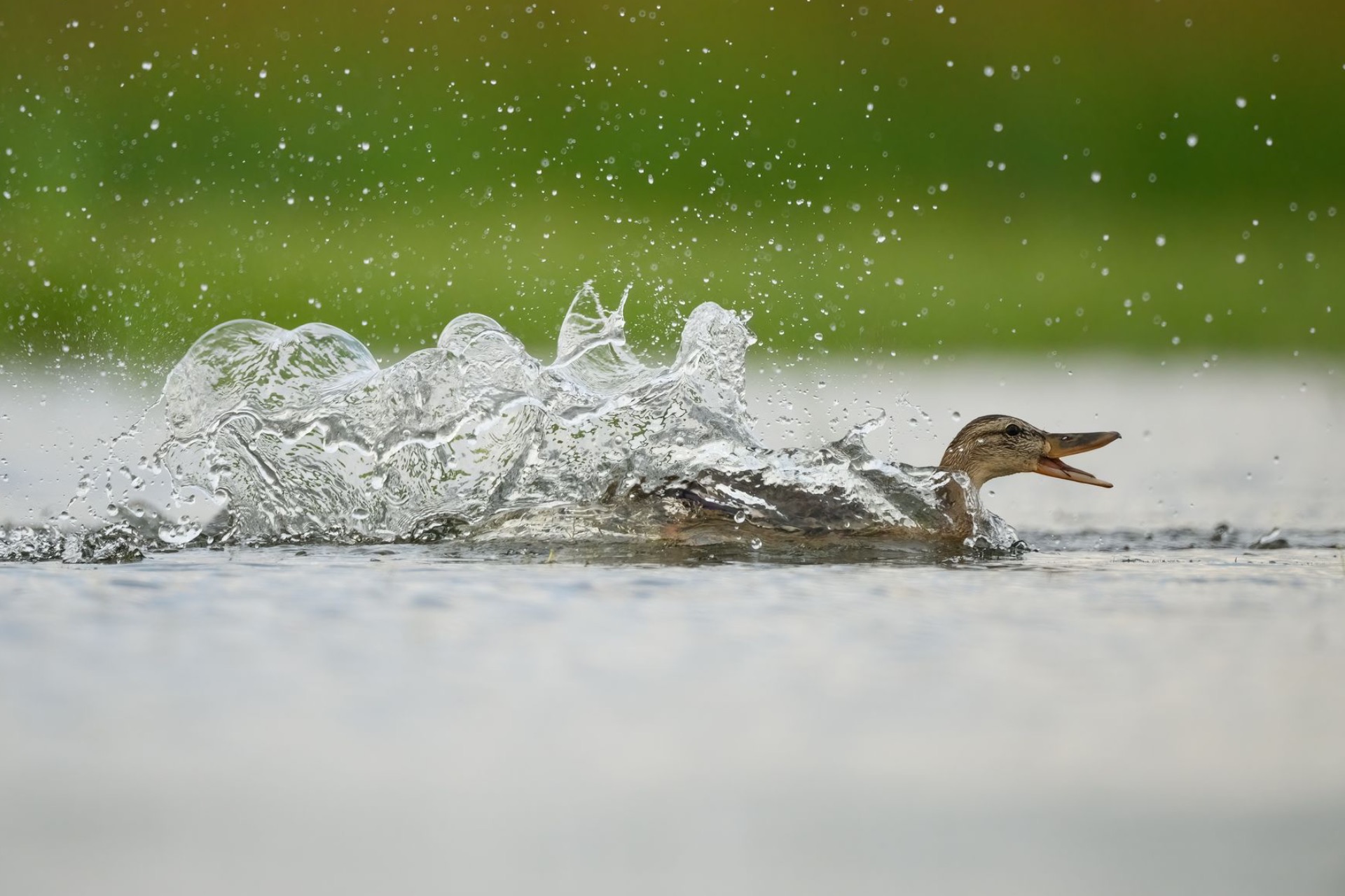 Birds,Camargue Photo Hides, Wildlife Photography Camargue, Bird Photography France, Floating Hides Camargue, Fixed Hides Camargue, Alexandra Martinez Photography, Camargue Wildlife Workshops, Camargue Bird Watching, Photo Workshops South France, Wildlife Photography Workshops Europe, Camargue Horses Photography, Flamingo Photography, Bird Hide France, Waterfowl Photography, Raptor Photography, Marshland Photography, Nature Photography Camargue, Wetland Photography, Photo Workshop Camargue, Photography Retreat France, Small Group Photo Tour, Wildlife Photography Experience, Bird Hide Rental, Nature Photo Tour Provence, Floating Hide Experience, Mas Michel Camargue, Vaccarès Lagoon, Saintes-Maries-de-la-Mer Photography, Exclusive Wildlife Access, Private Land Camargue, Hidden Spots Camargue, affûts photo Camargue, affûts flottants Camargue, stages photo nature Camargue, photographie animalière Camargue, chevaux de Camargue photo, flamants roses Camargue, stage photo oiseaux, wildlife photography hides in southern France, photo workshop with Camargue horses and birds, where to photograph flamingos in the Camargue, exclusive floating hide for bird photography France, affût photo professionnel Camargue