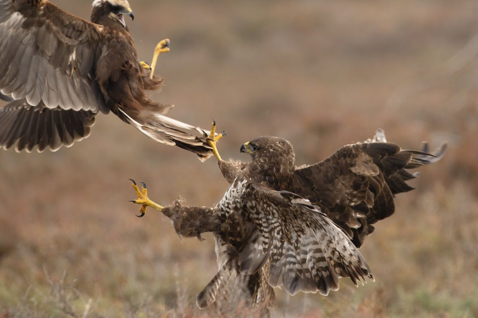 Camargue Photo Hides, Wildlife Photography Camargue, Bird Photography France, Floating Hides Camargue, Fixed Hides Camargue, Alexandra Martinez Photography, Camargue Wildlife Workshops, Camargue Bird Watching, Photo Workshops South France, Wildlife Photography Workshops Europe, Camargue Horses Photography, Flamingo Photography, Bird Hide France, Waterfowl Photography, Raptor Photography, Marshland Photography, Nature Photography Camargue, Wetland Photography, Photo Workshop Camargue, Photography Retreat France, Small Group Photo Tour, Wildlife Photography Experience, Bird Hide Rental, Nature Photo Tour Provence, Floating Hide Experience, Mas Michel Camargue, Vaccarès Lagoon, Saintes-Maries-de-la-Mer Photography, Exclusive Wildlife Access, Private Land Camargue, Hidden Spots Camargue, affûts photo Camargue, affûts flottants Camargue, stages photo nature Camargue, photographie animalière Camargue, chevaux de Camargue photo, flamants roses Camargue, stage photo oiseaux, wildlife photography hides in southern France, photo workshop with Camargue horses and birds, where to photograph flamingos in the Camargue, exclusive floating hide for bird photography France, affût photo professionnel Camargue