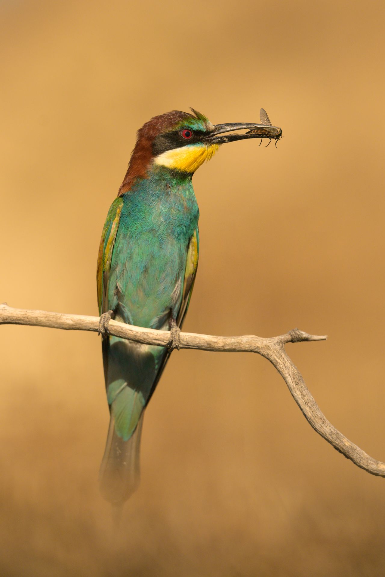 Photo Hide blend Camargue Photo Hides Vogelfotografie Wildlife Camargue Bird photography  Blend Hide Affût oiseaux 