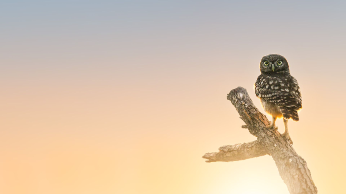 Camargue Photo Hides Vogelfotografie Wildlife Camargue Bird photography Blend Hide Affût oiseaux