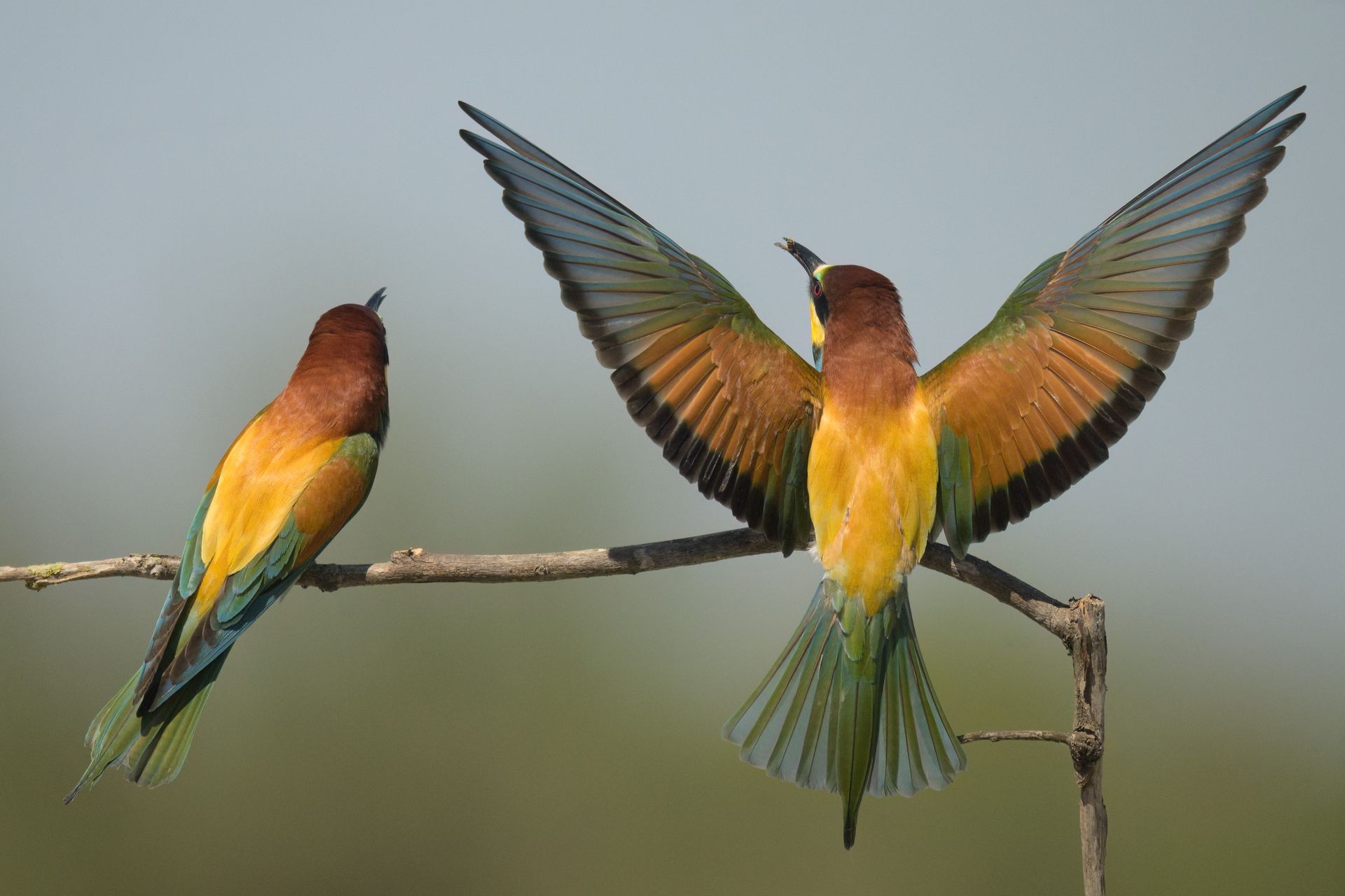 Three European bee-eaters on a branch