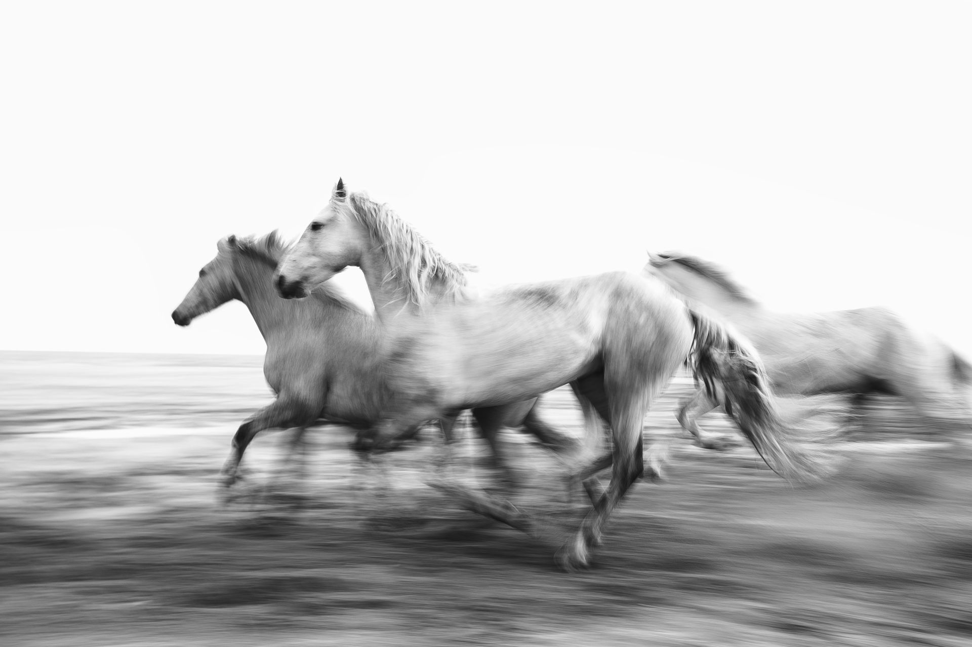 Camargue horses running along the beach at sunrise