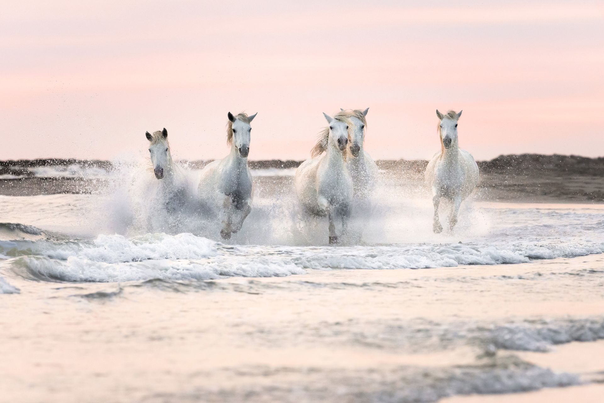 White Camargue horses galloping on the beach