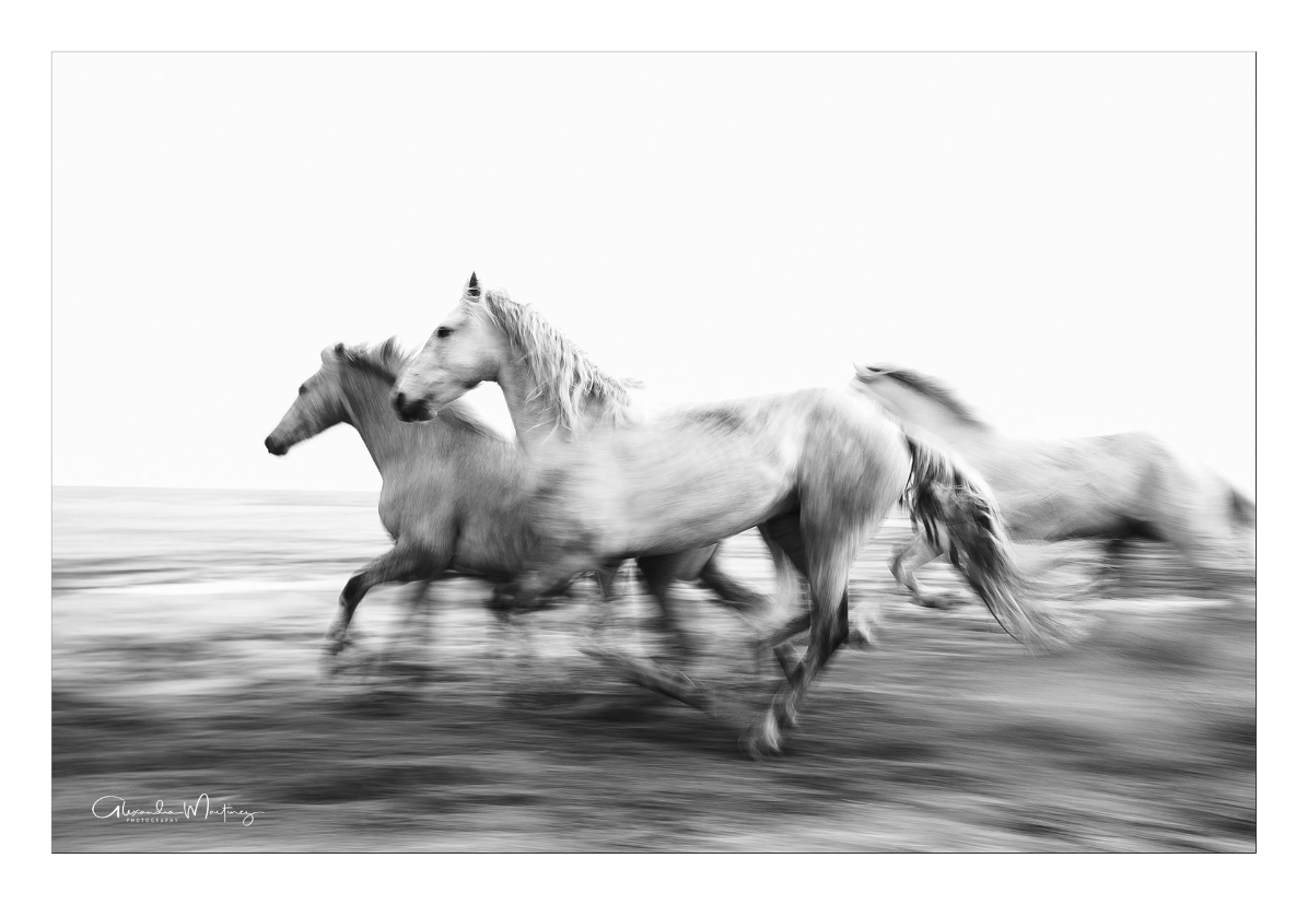 Camargue horses running on the beach during a photography session near Saintes-Maries-de-la-Mer, France