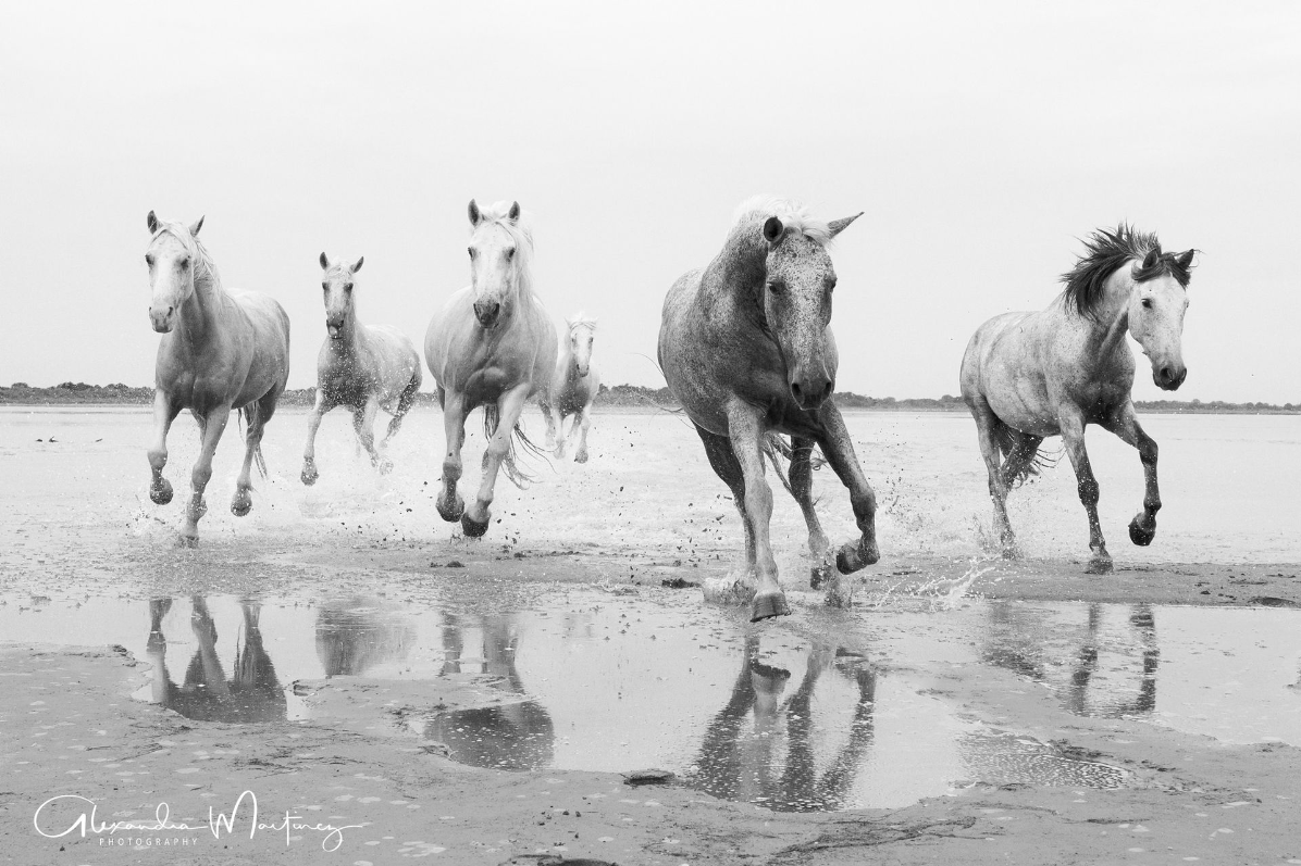 Weiße Camargue Pferdeherde läuft durch flaches Wasser während eines Fotoshootings in der Camargue in Frankreich