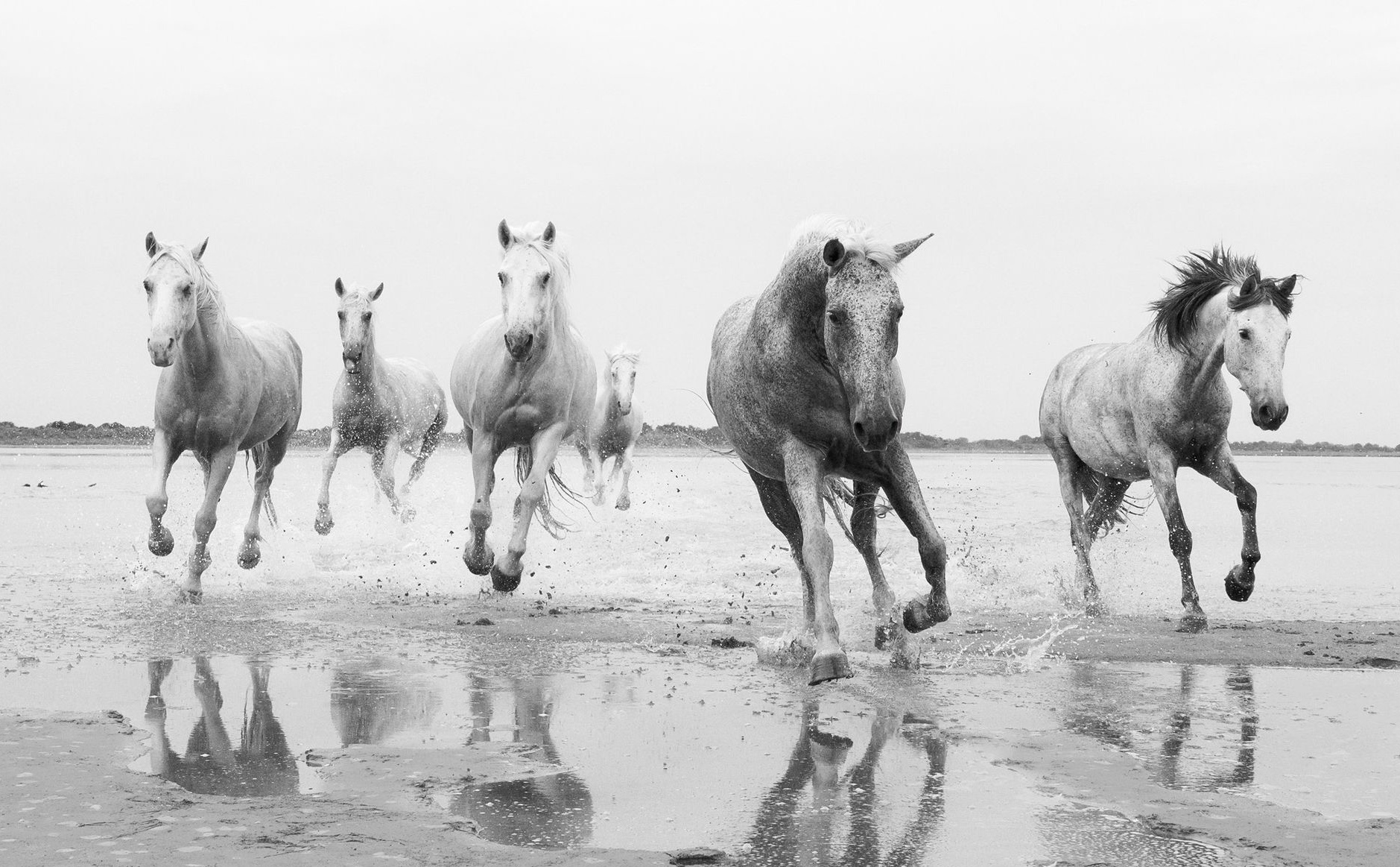 Horses in the shallow marsh water, black and white