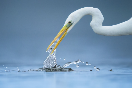 Great egret photographed from a floating hide