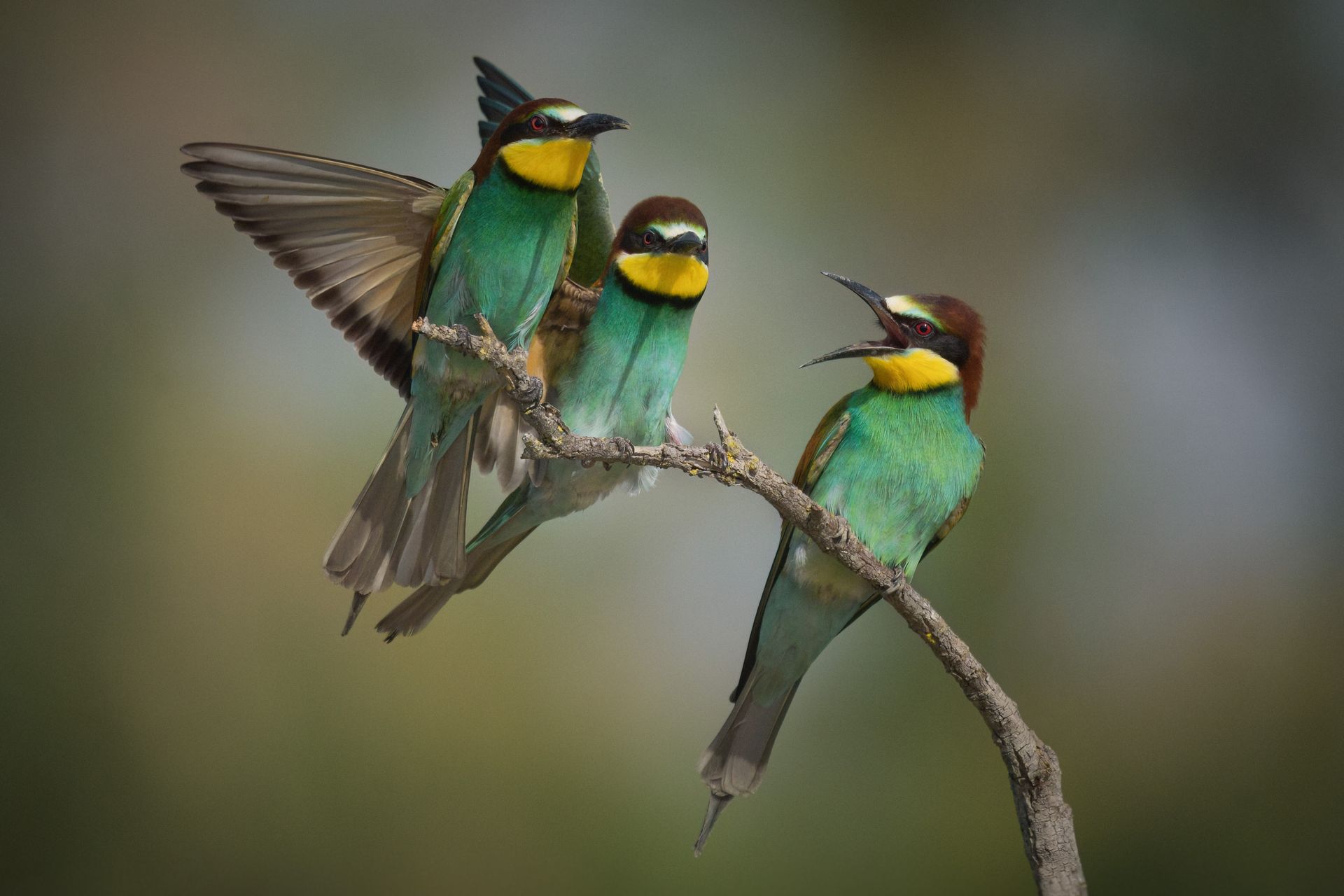 Three European bee-eaters on a branch, one with wings spread, photographed from a fixed hide