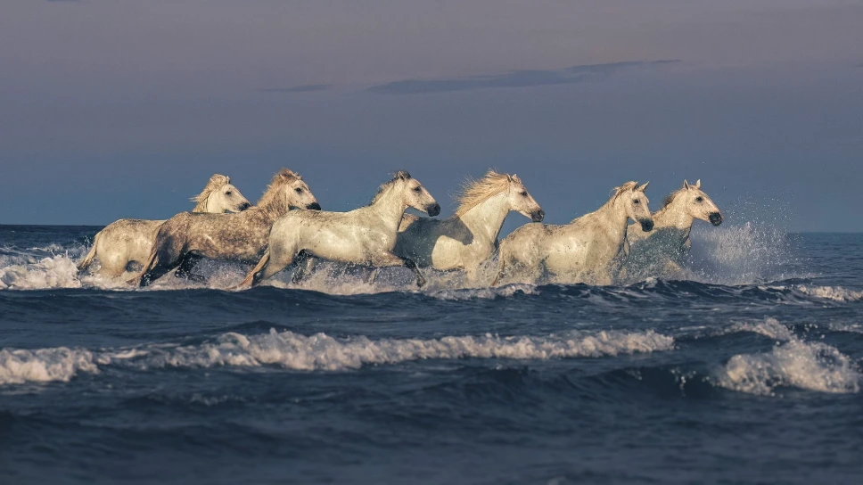 Camargue horses in the surf during a beach photo shoot