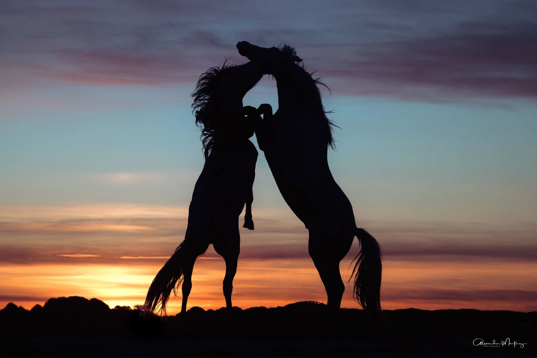 Pferdefotografie in der Camargue