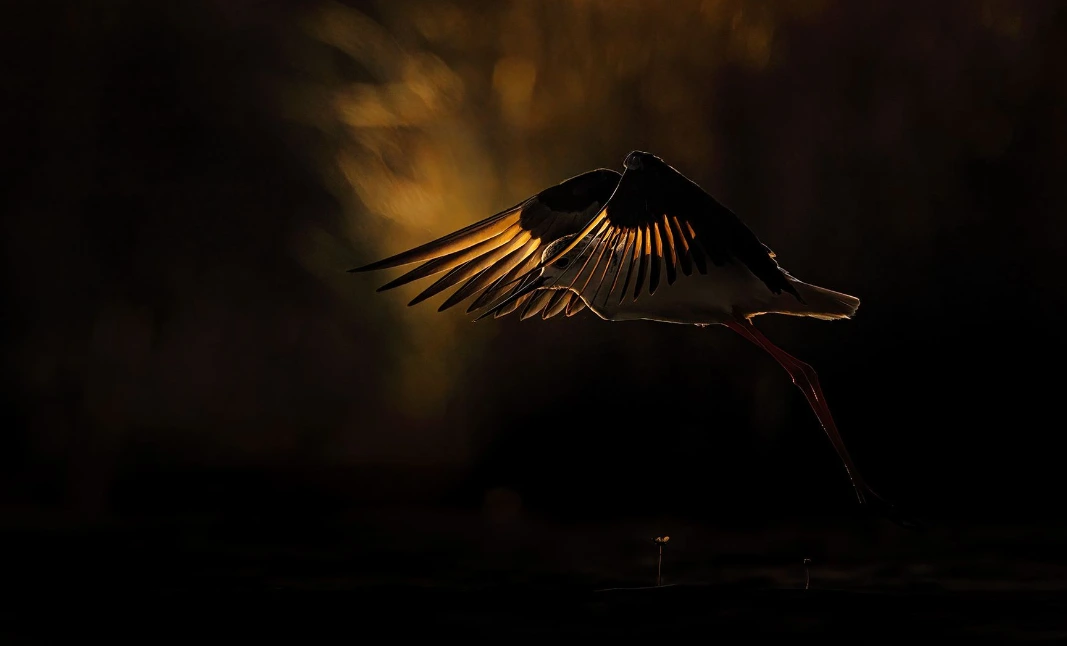 Bird in flight in the Camargue wetlands