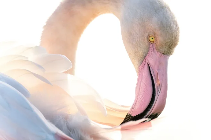 Greater flamingos