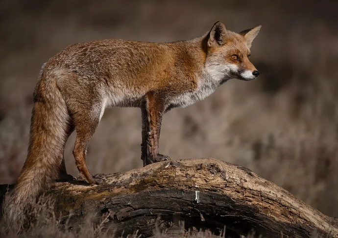 Red fox in the Camargue wetlands